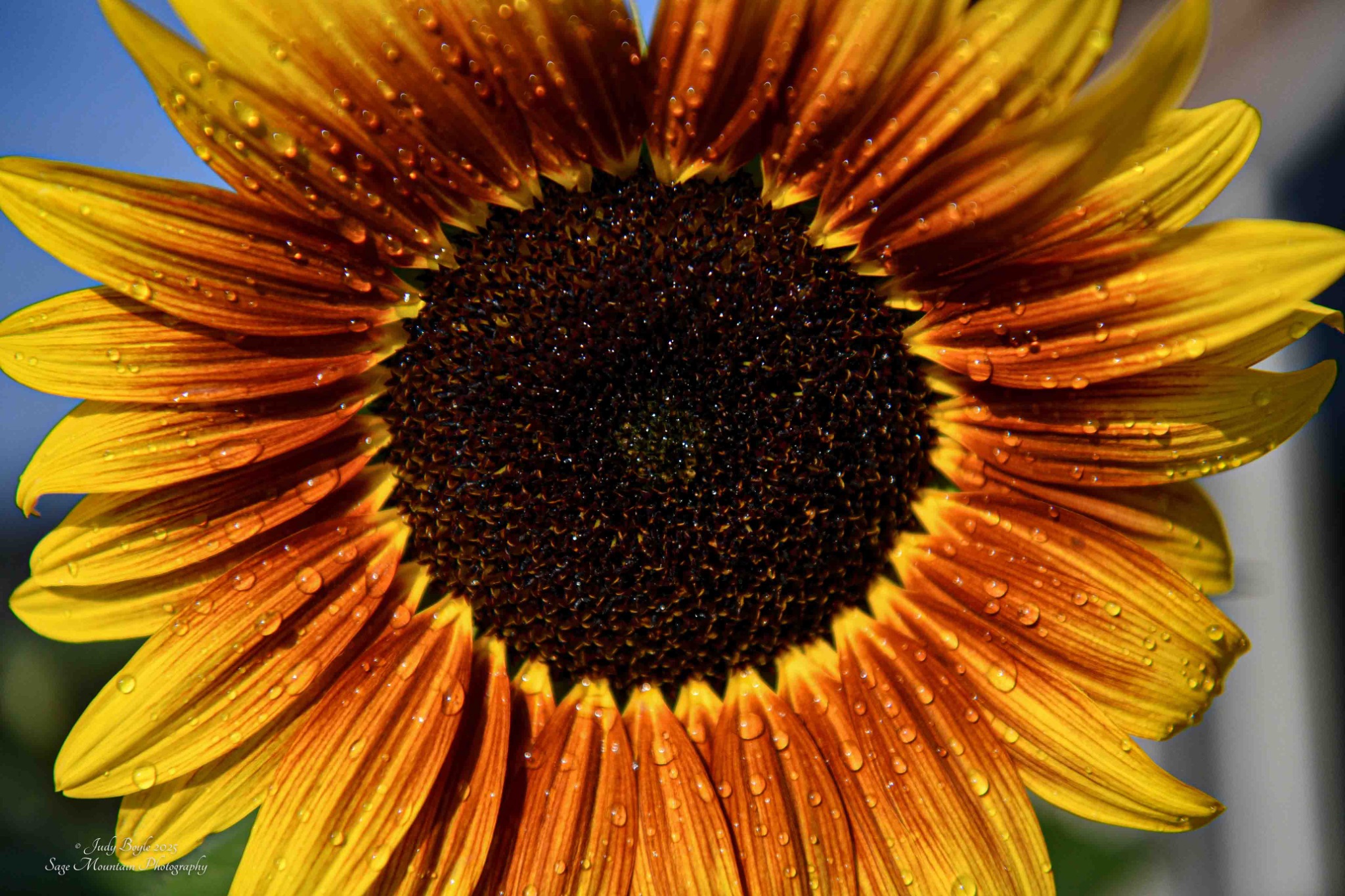 Community photo by Judy Boyle | Whitehall, Montana
