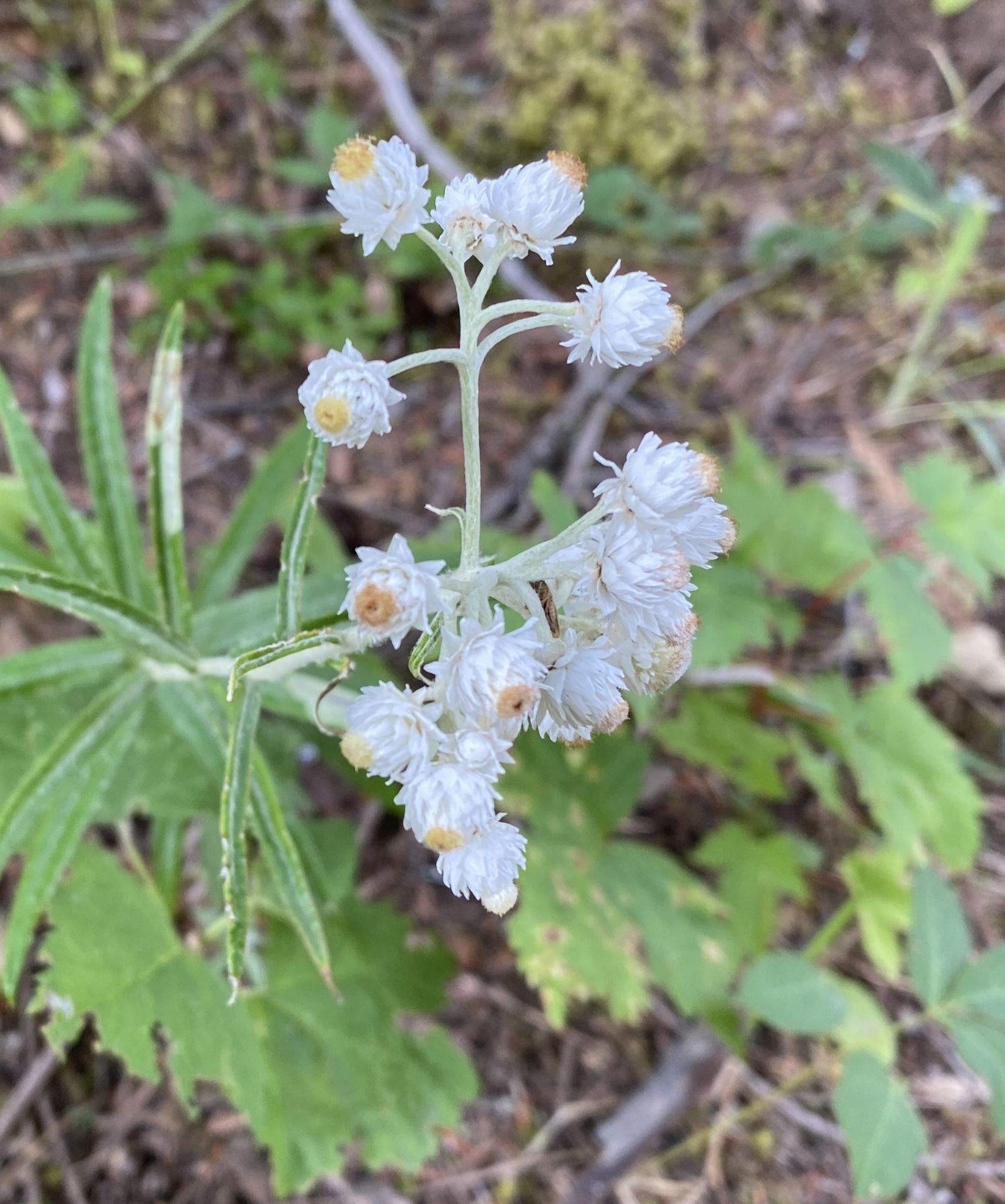 Community photo by Mac