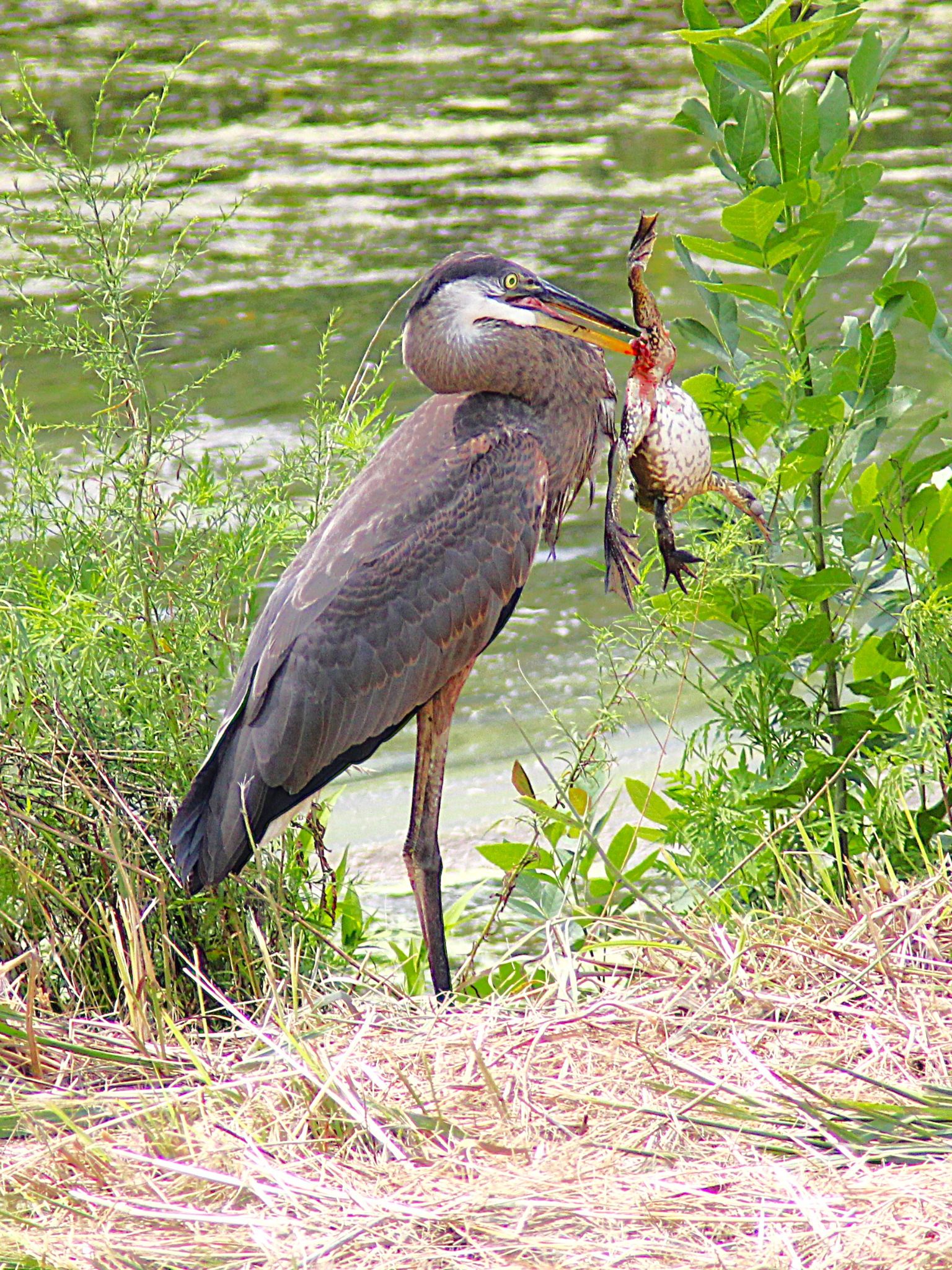 Community photo by Randy