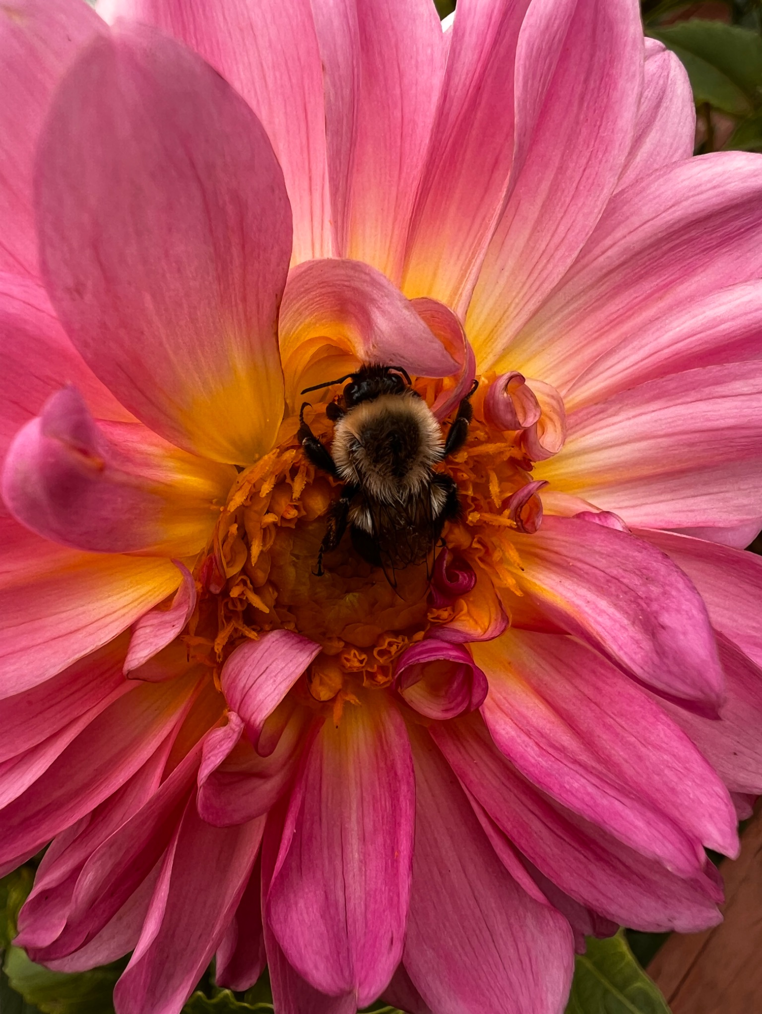 Community photo by Sudhir