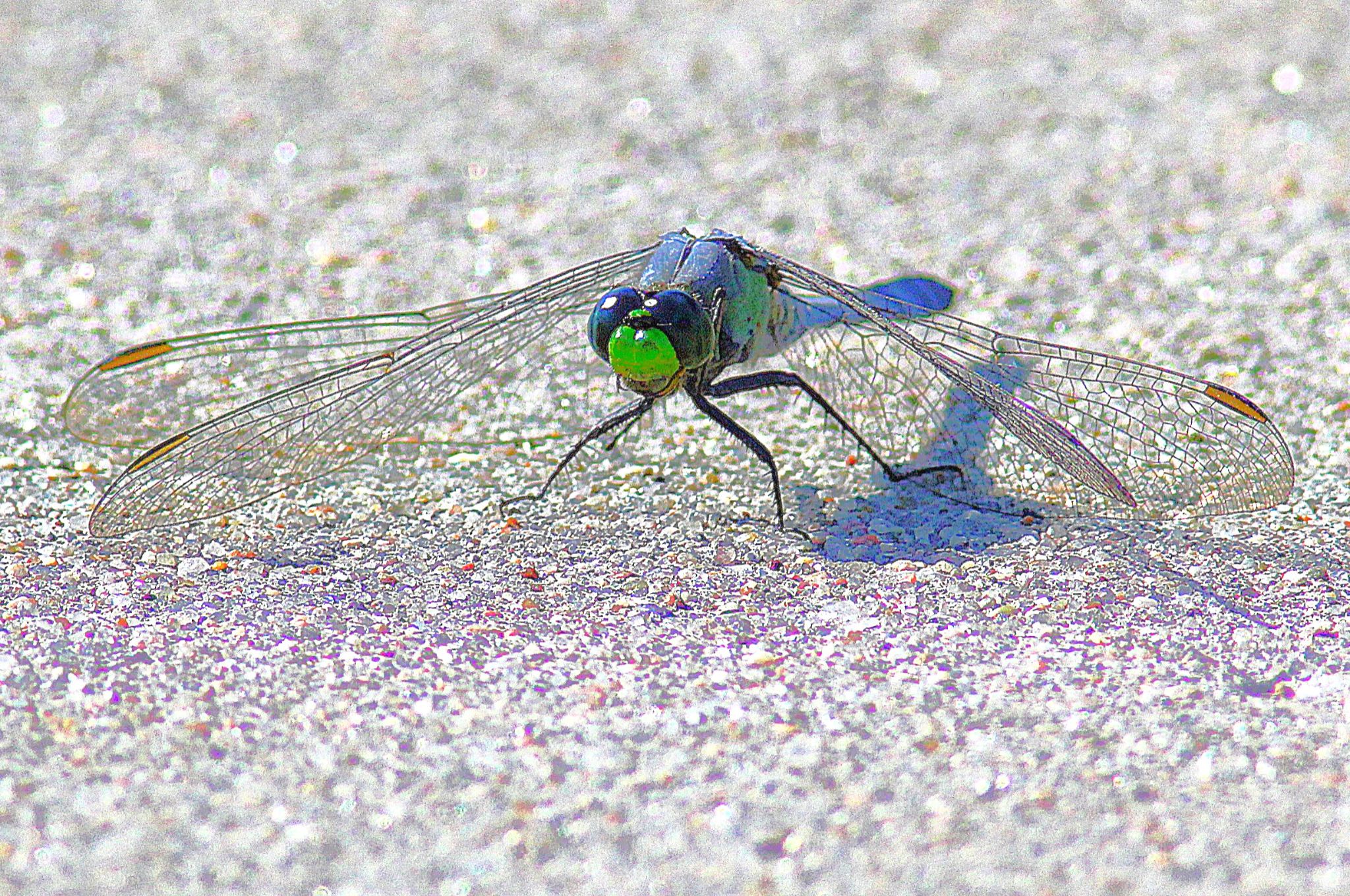 Community photo by Randy Strauss | Walnut Creek Lake, Nebraska