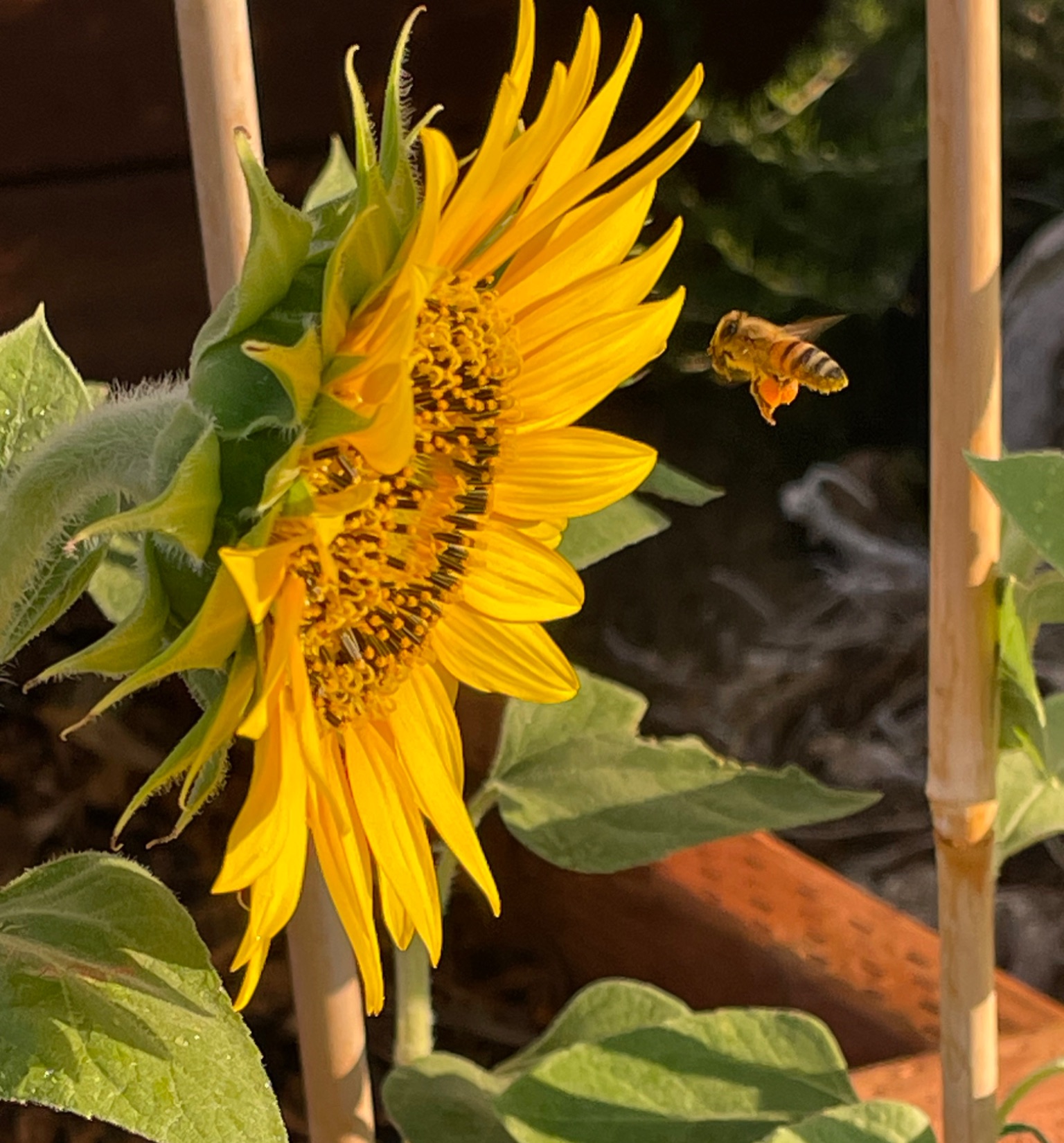 Community photo by Gail Stabe | Inyokern, CA
