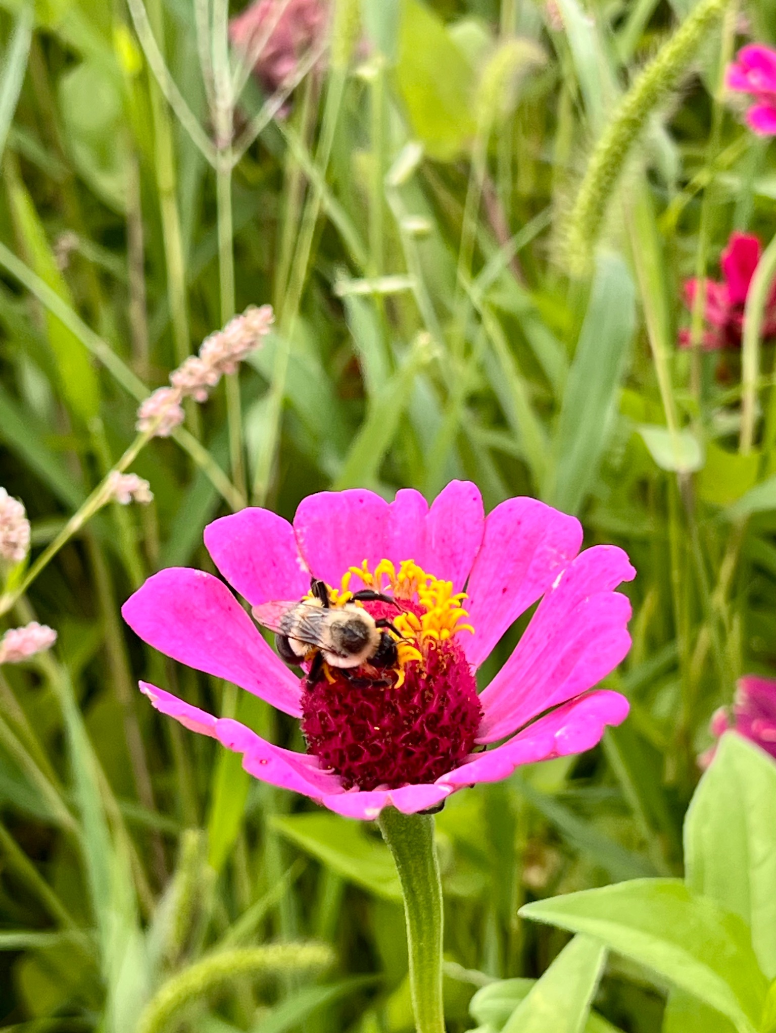 Community photo by Dolores Moreno | Eugester’ Fatm, Stoughto, WI