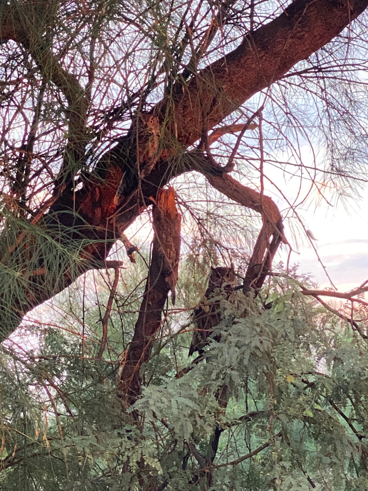 Community photo by Debbra Mungo | Florence Az