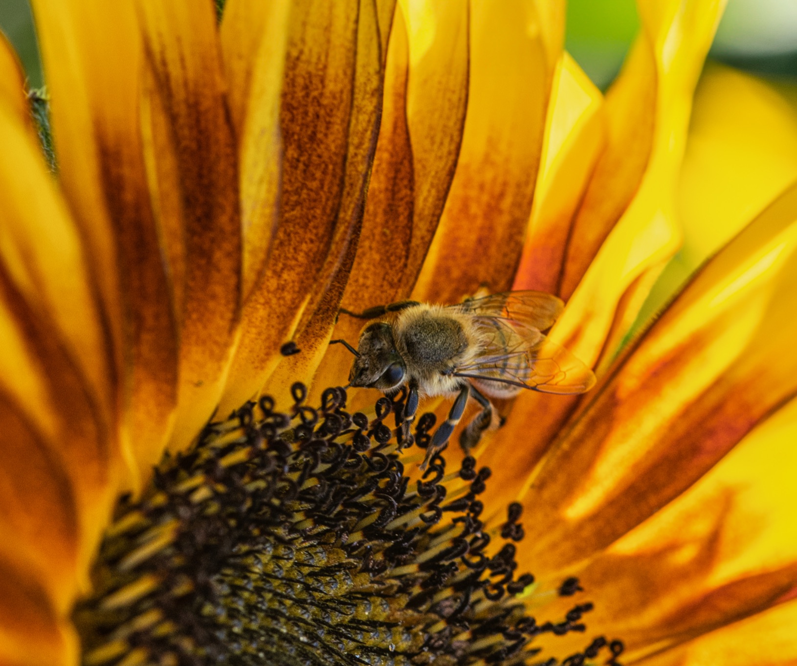 Community photo by Kamala Venkatesh | San Diego, California, USA