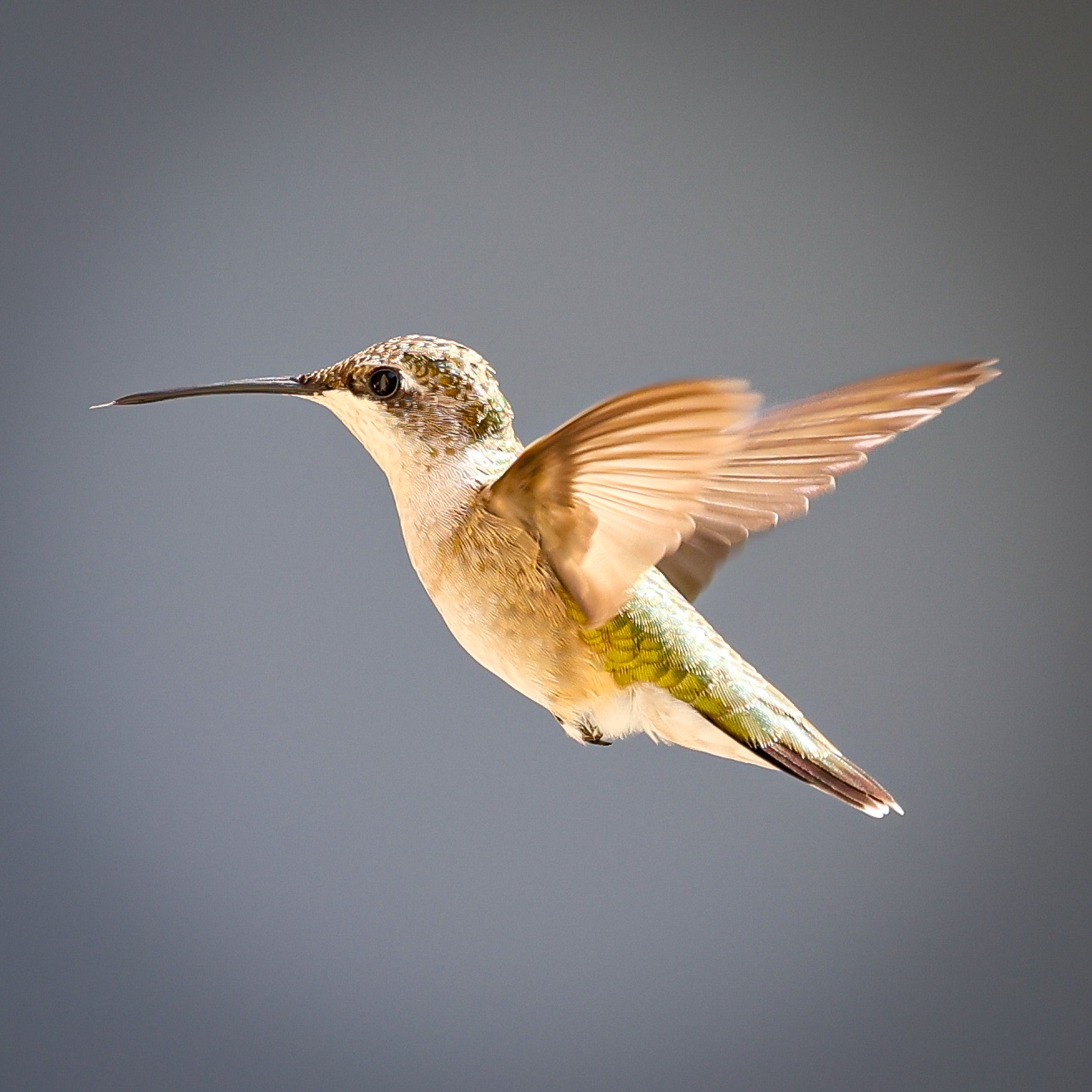 Community photo by Chantal Torchia | Old Bridge, NJ