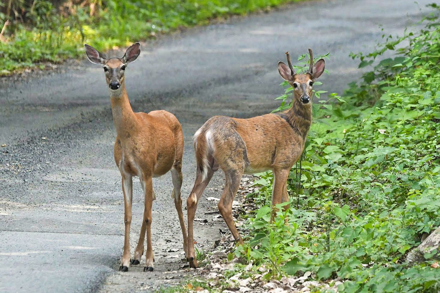 Community photo by Lorraine Boyd | Cohoes, New York