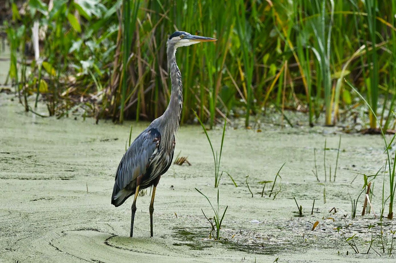 Community photo by Lorraine Boyd | Halfmoon, New York