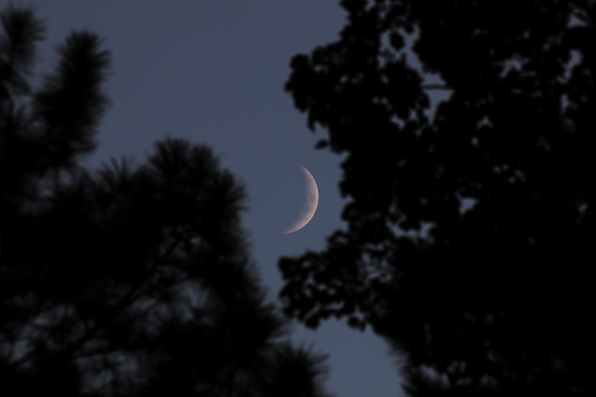 Community photo entitled The Moon and trees are a crescent by Steven Bellavia on 08/27/2025 at Smithfield, VA
