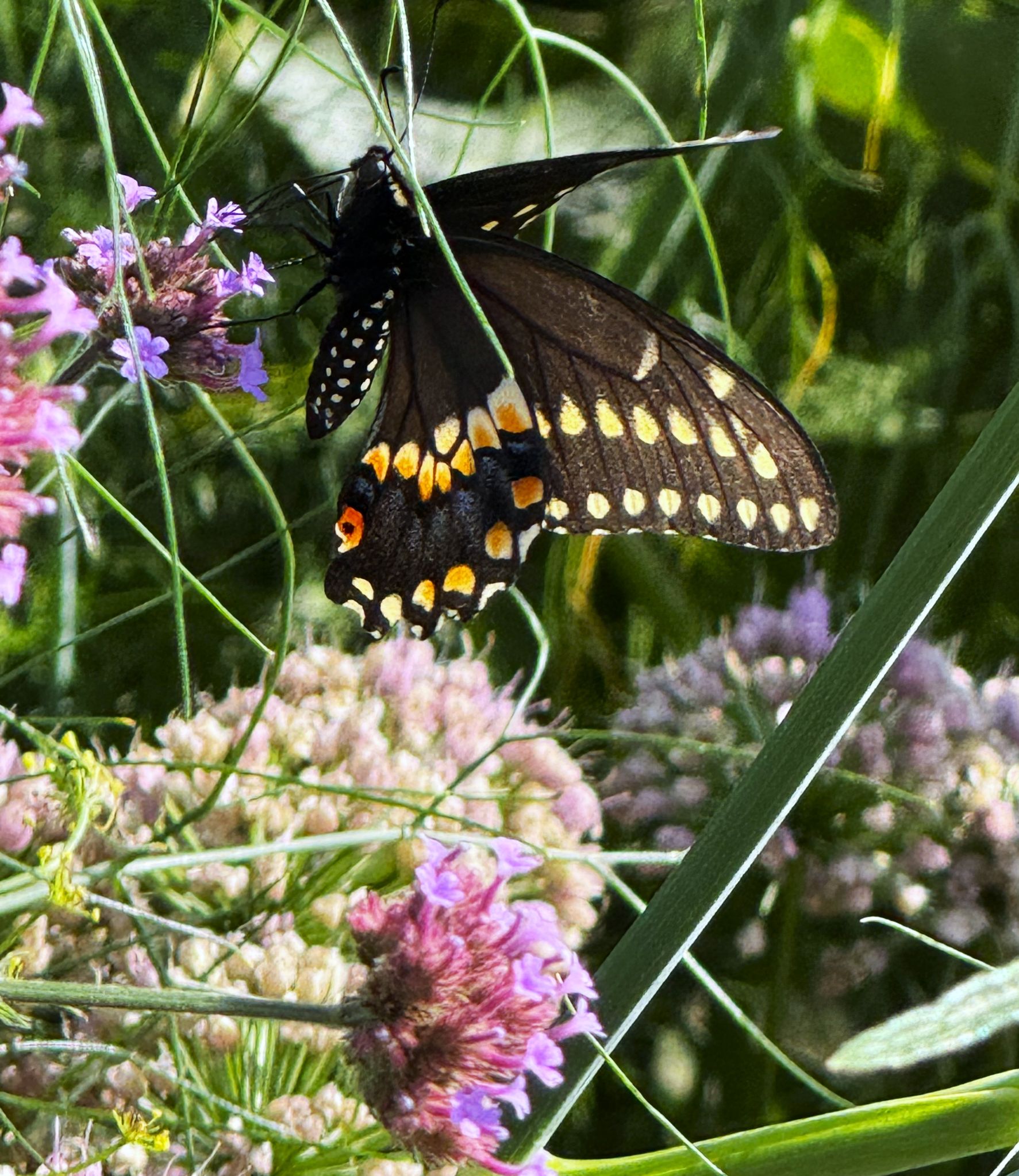 Community photo by Asha