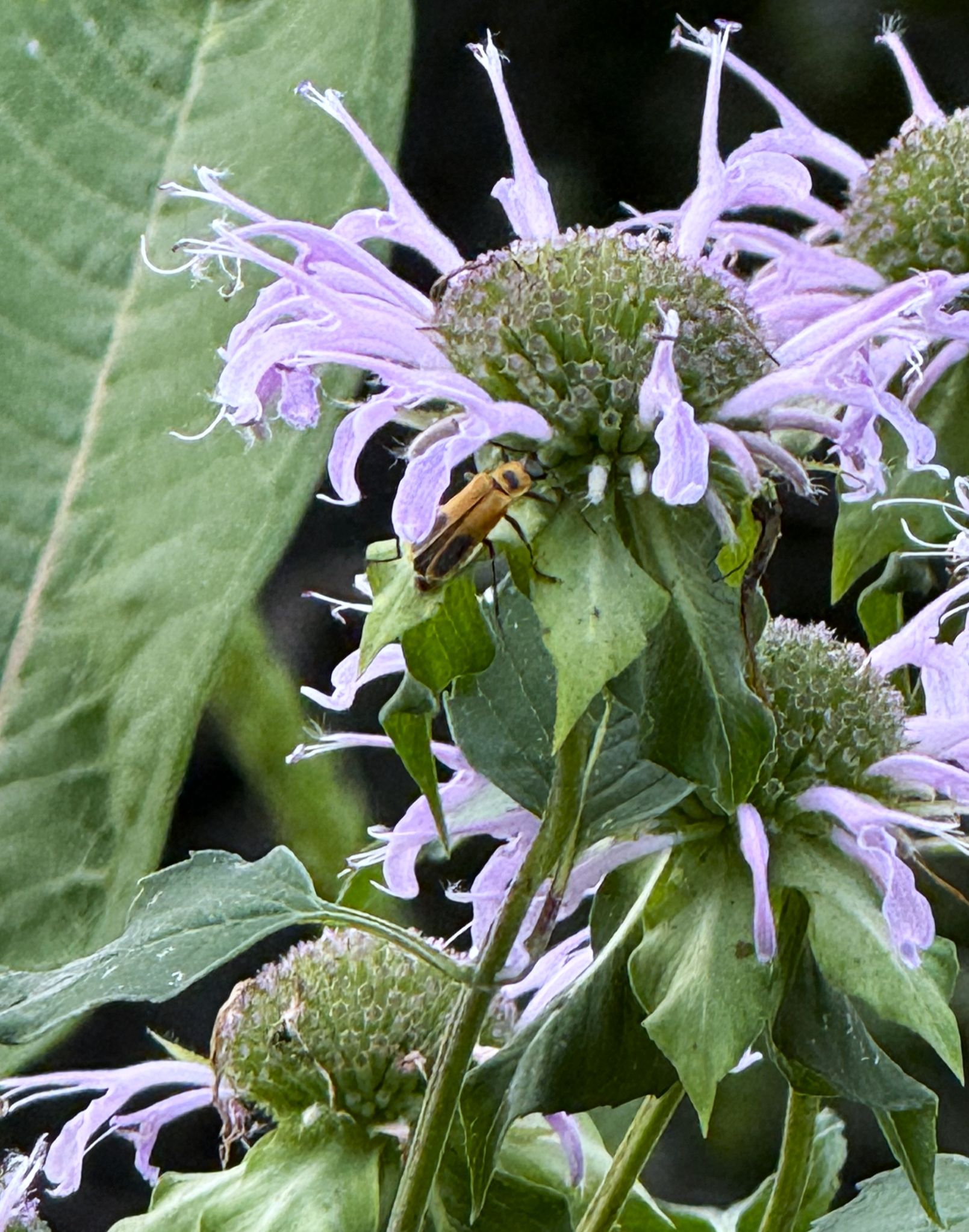 Community photo by Asha