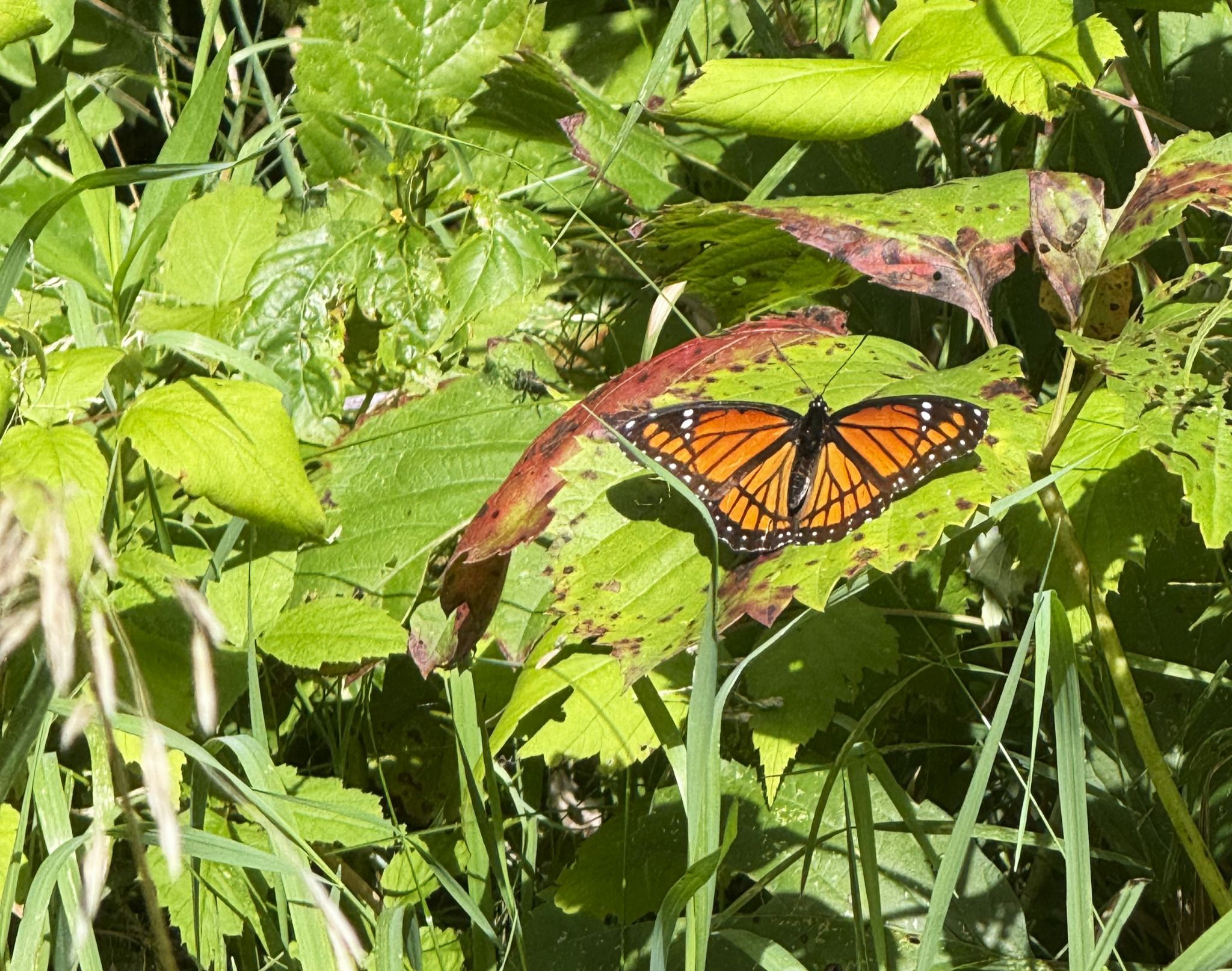 Community photo by Asha Prasad | Minnesota, USA