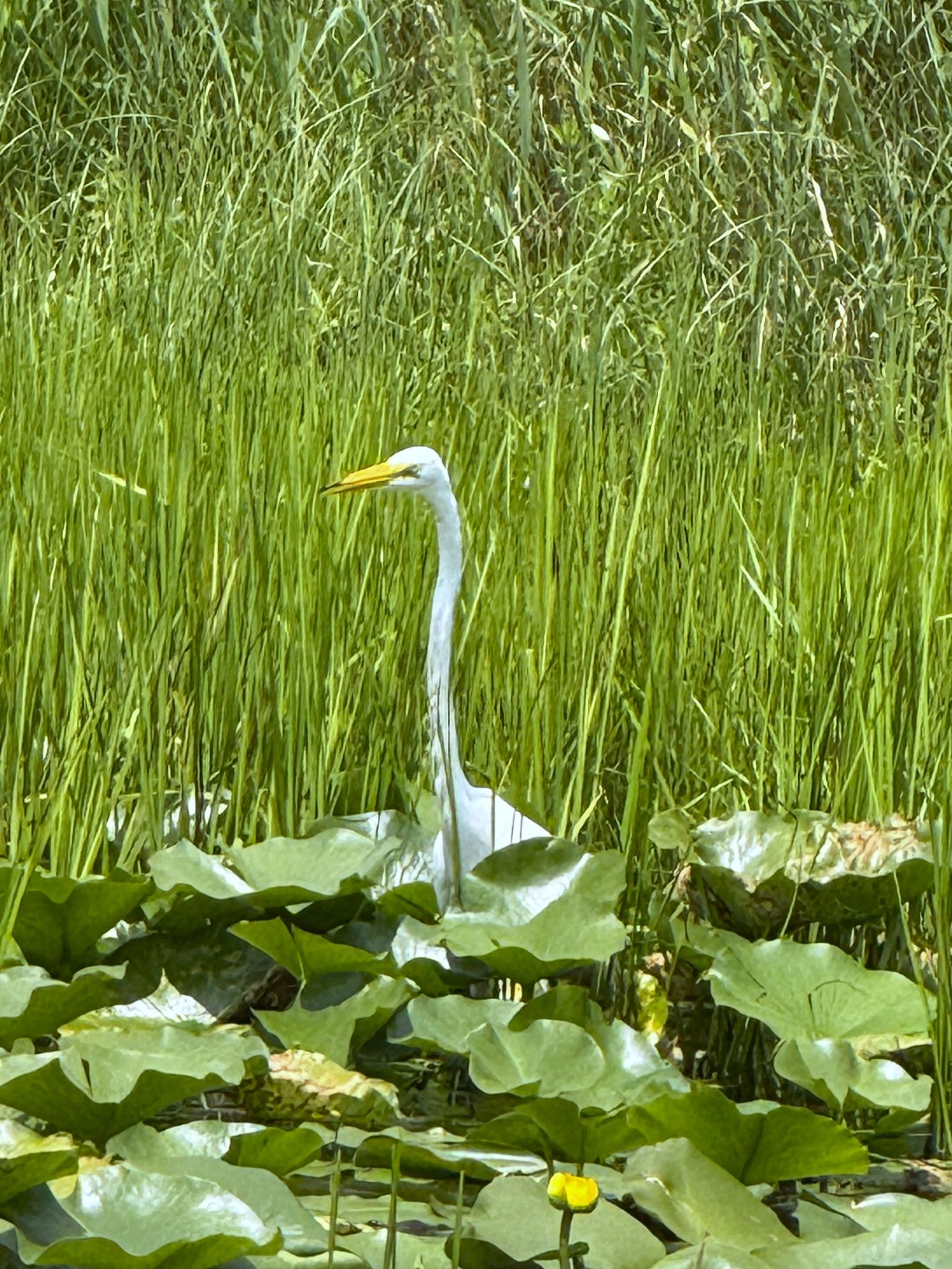 Community photo by Asha