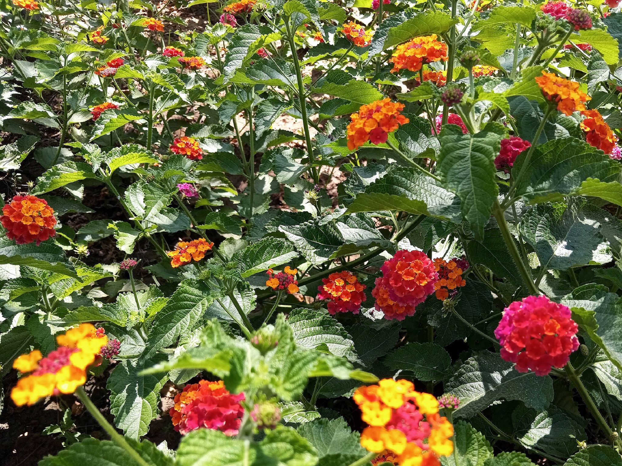 Community photo by Hassan