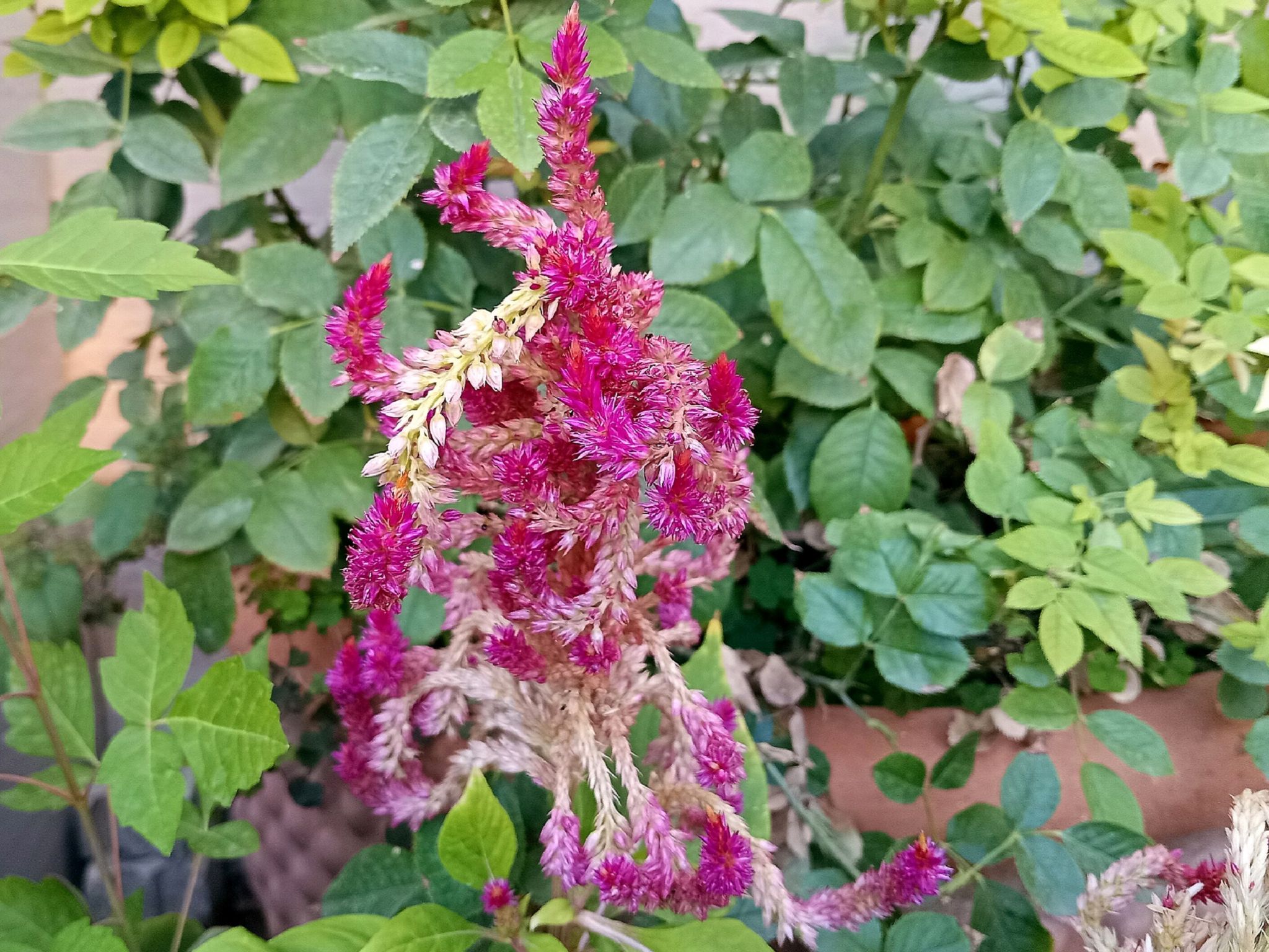 Community photo by Hassan