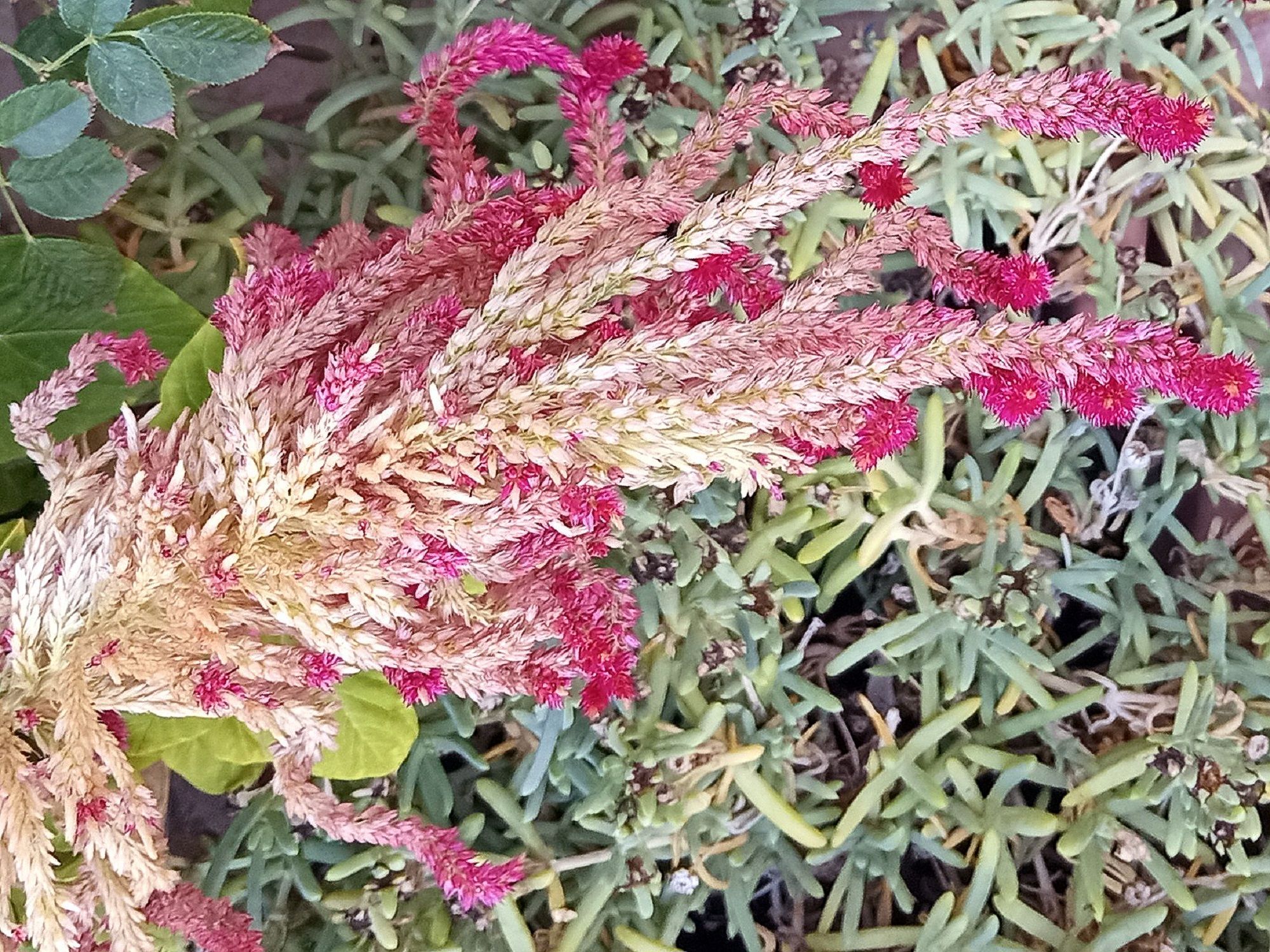 Community photo by Hassan