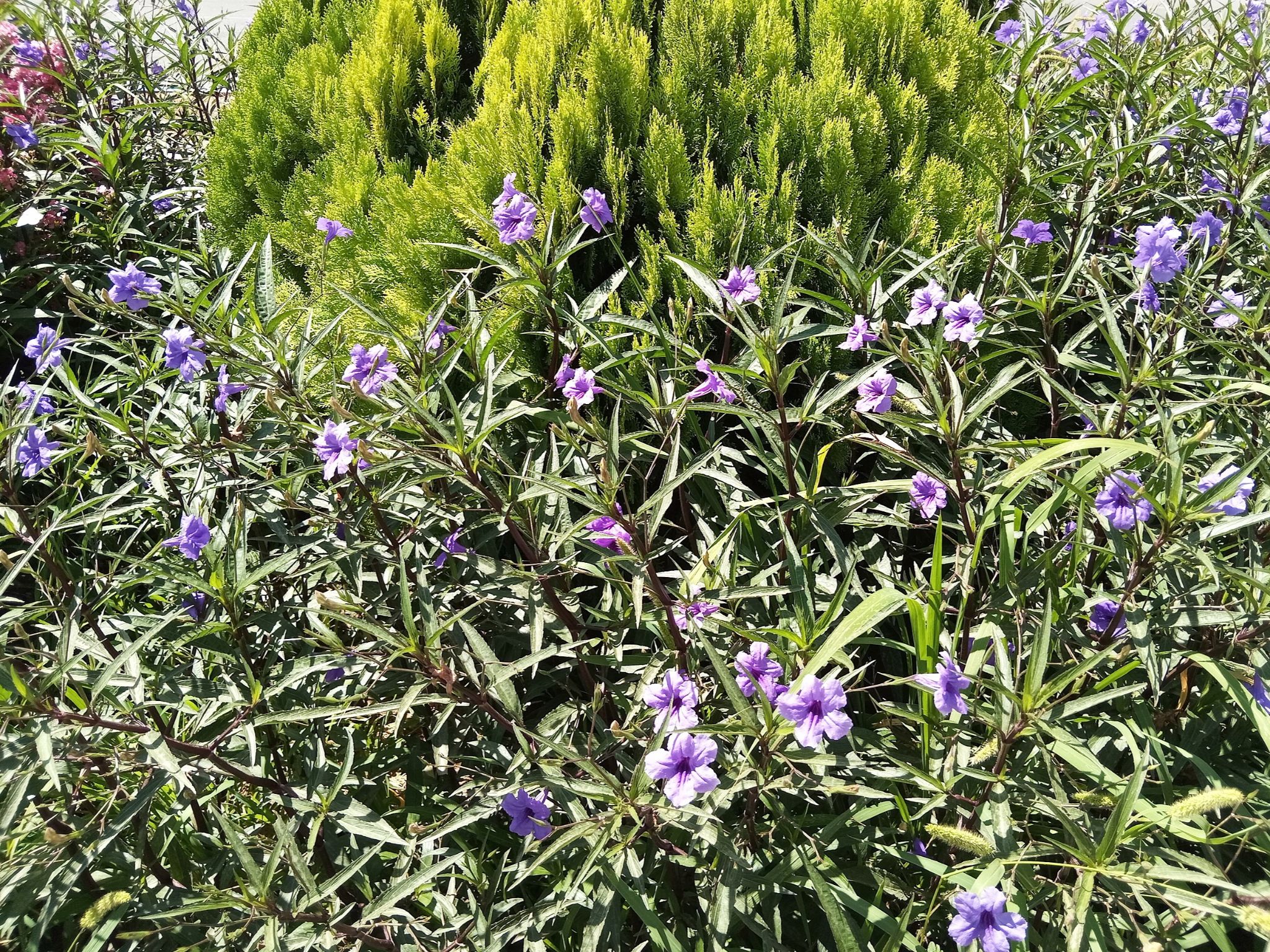 Community photo by Hassan