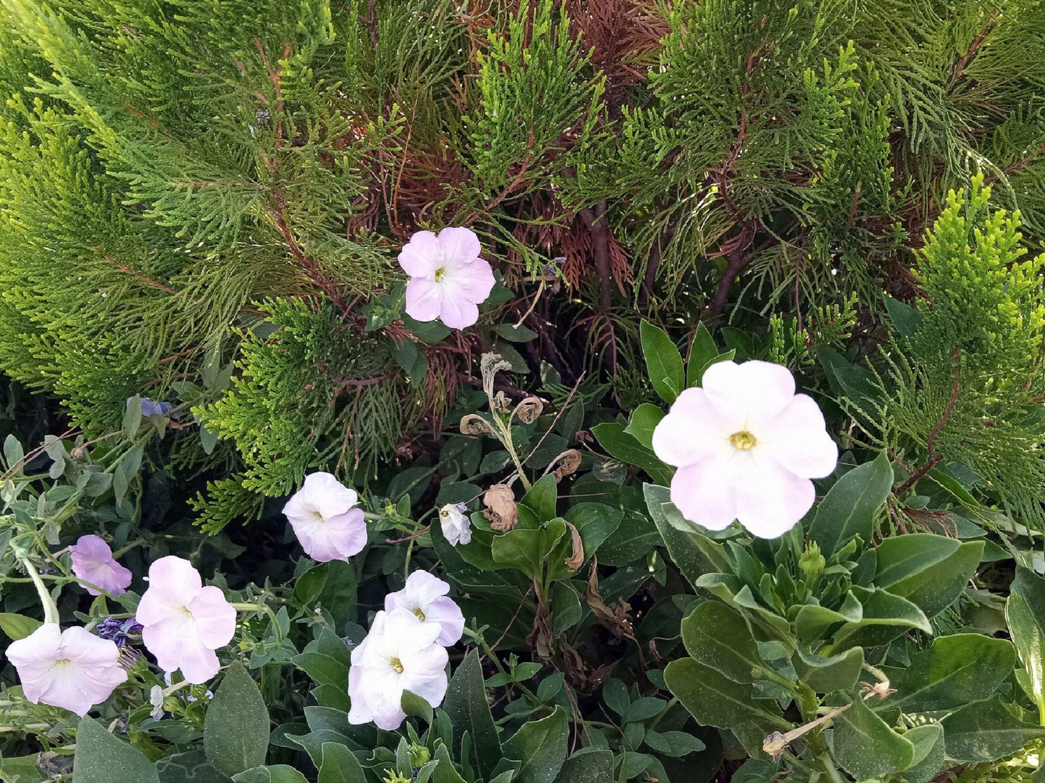 Community photo by Hassan