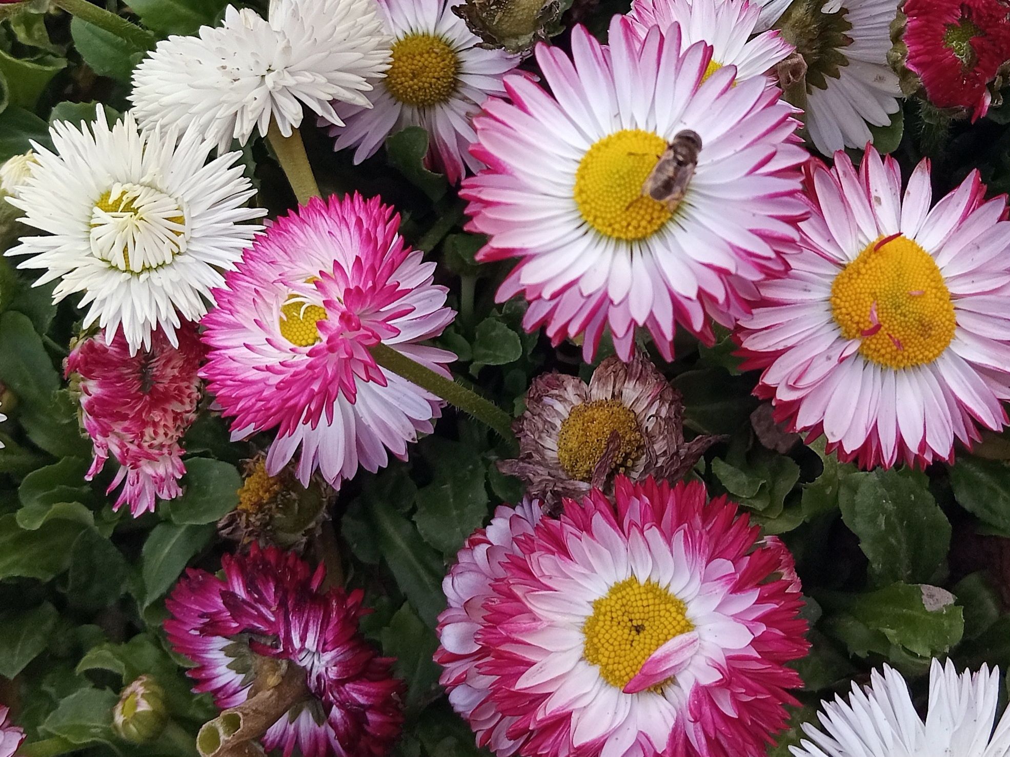 Community photo by Hassan