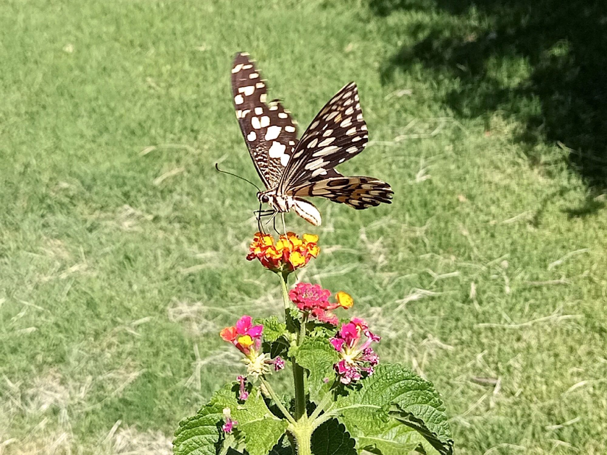 Community photo by Hassan