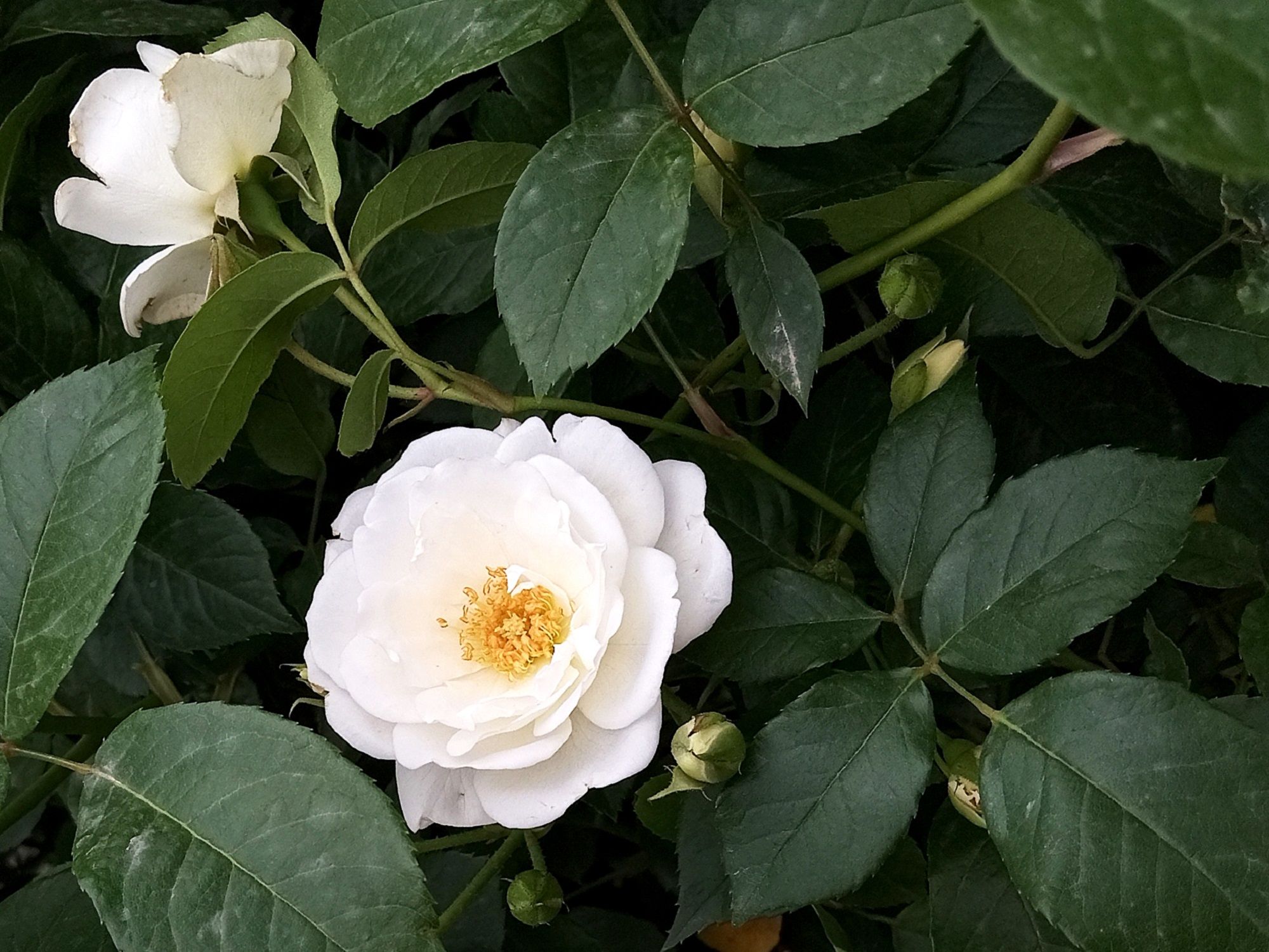 Community photo by Hassan