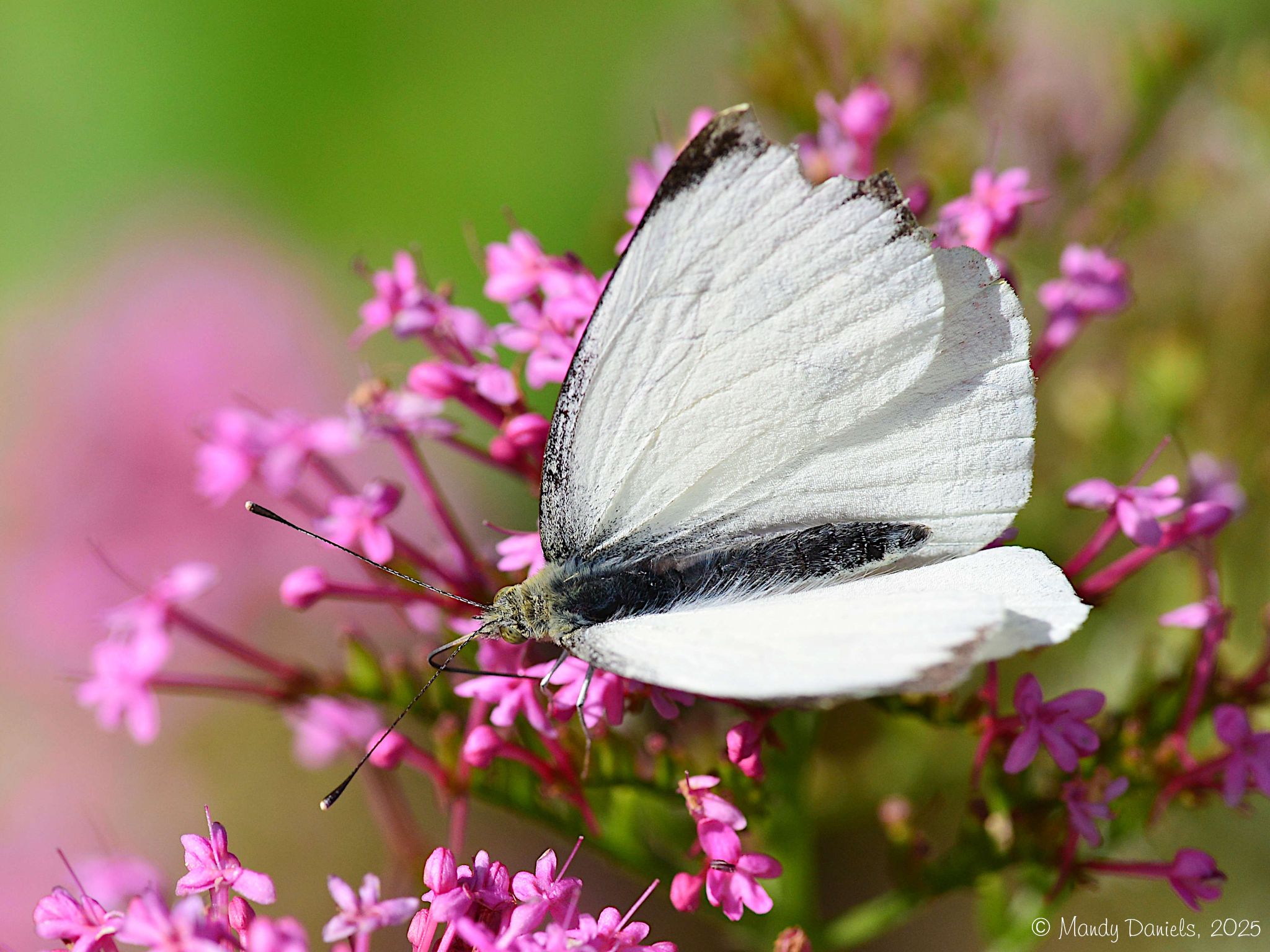 Community photo by Mandy