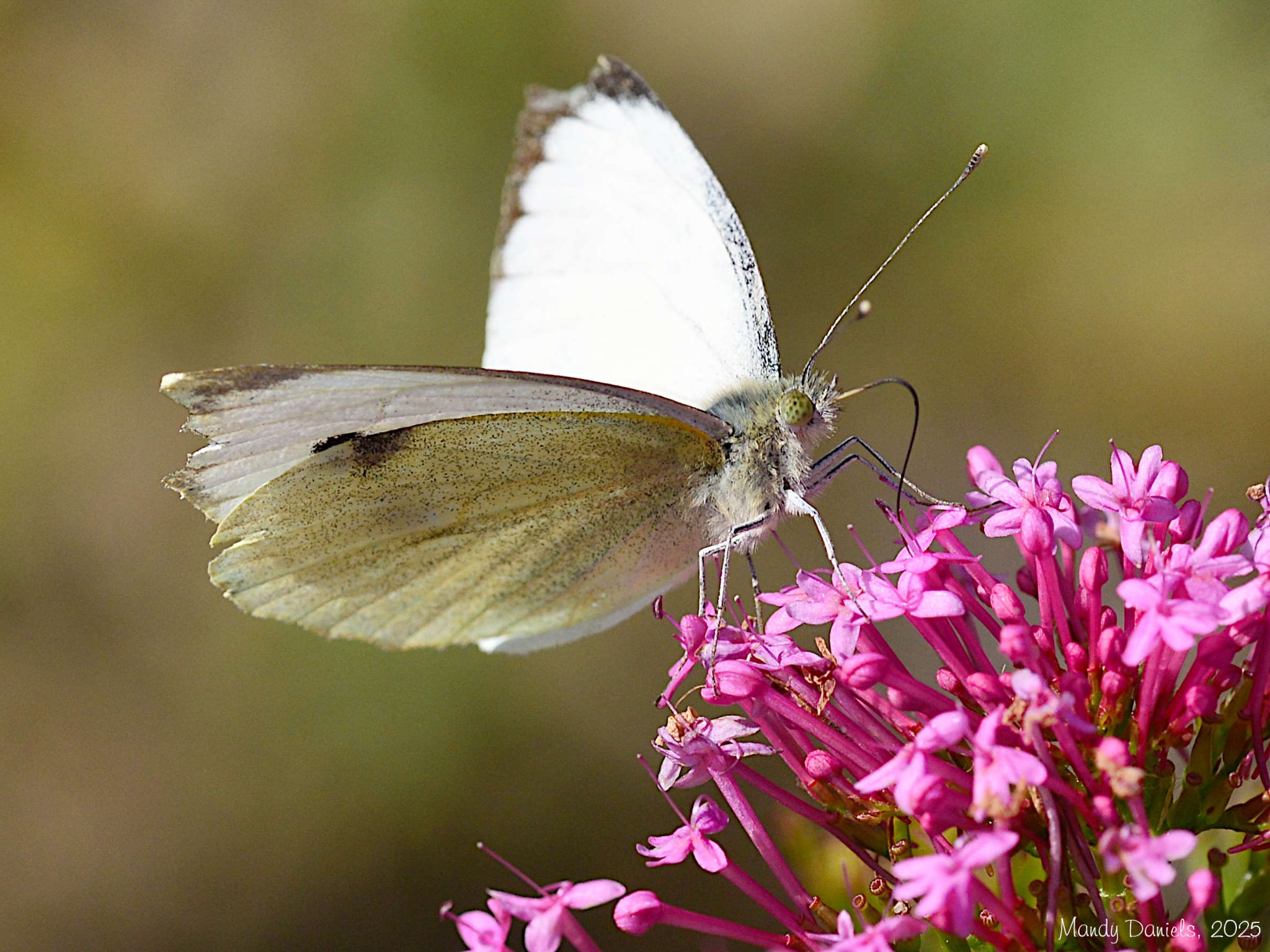 Community photo by Mandy