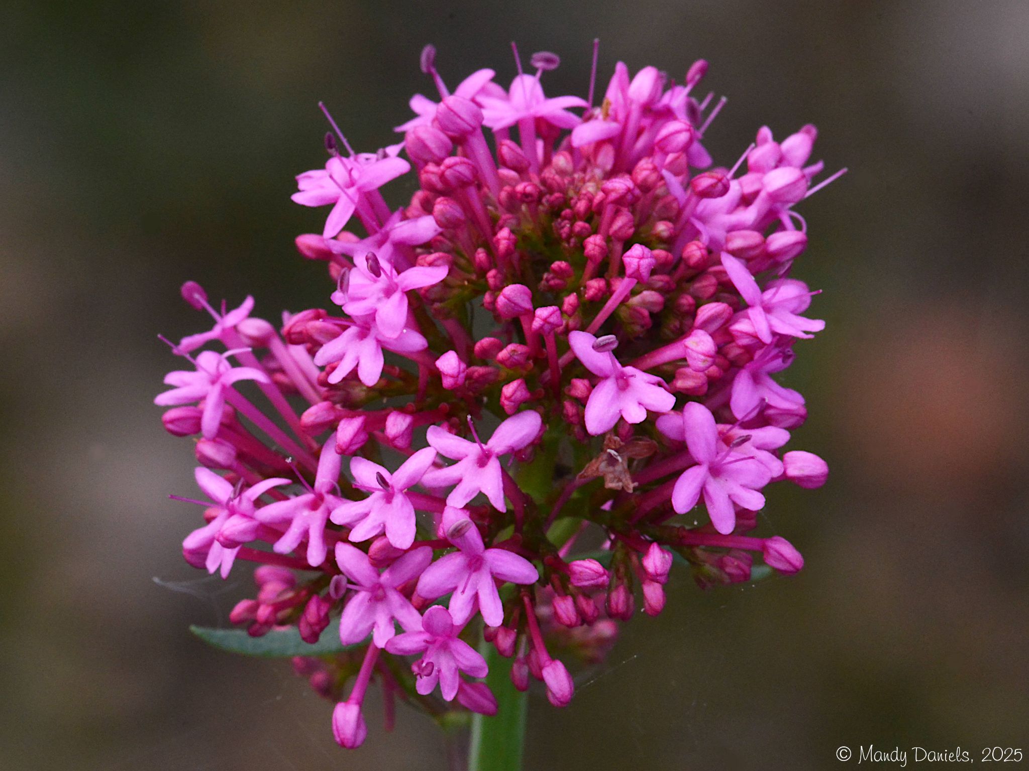 Community photo by Mandy Daniels | Derbyshire, UK