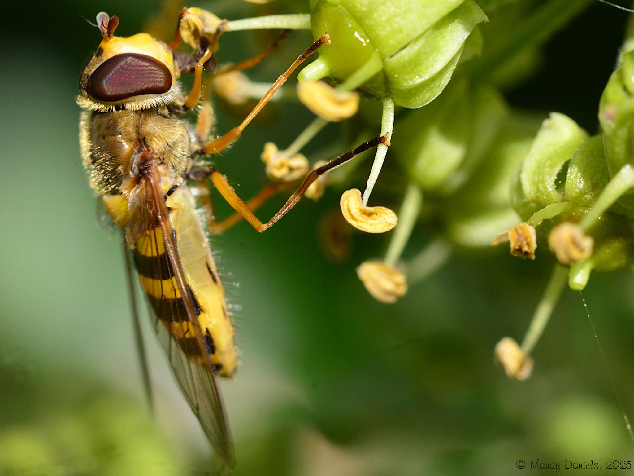 Community photo by Mandy Daniels | Derbyshire, UK
