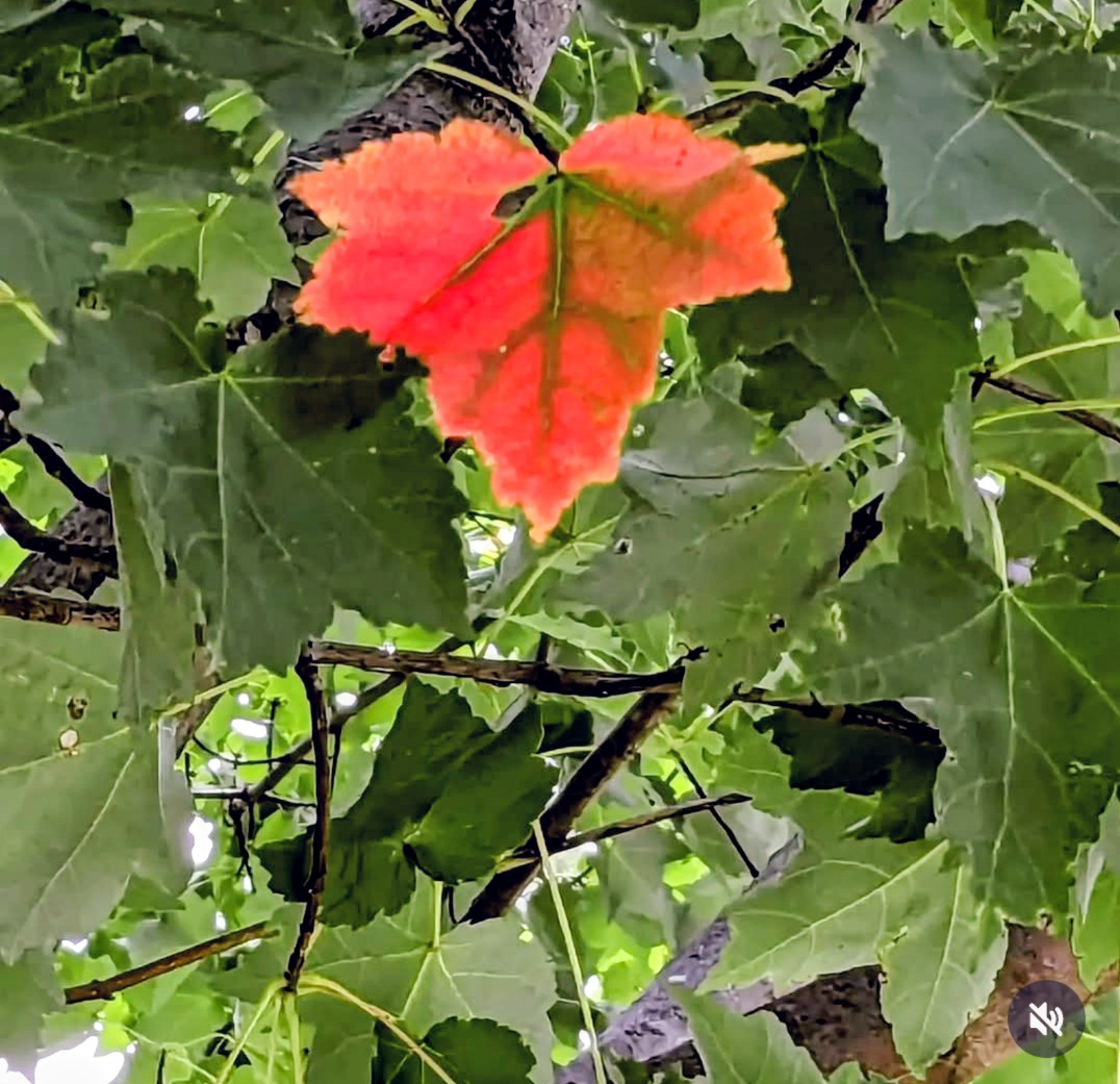 Community photo by Edna