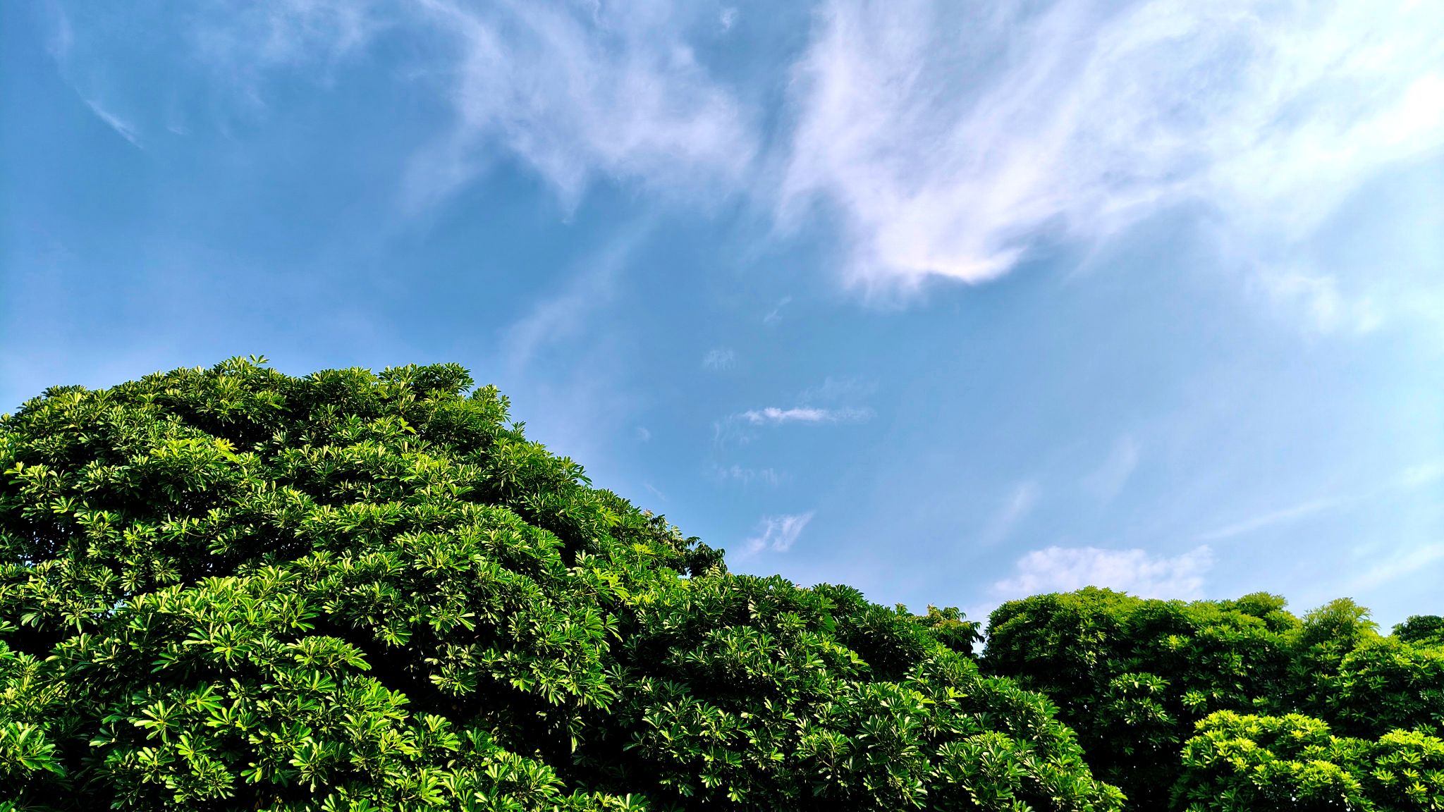 Community photo by Manandeep Singh | Mohali, Punjab, India