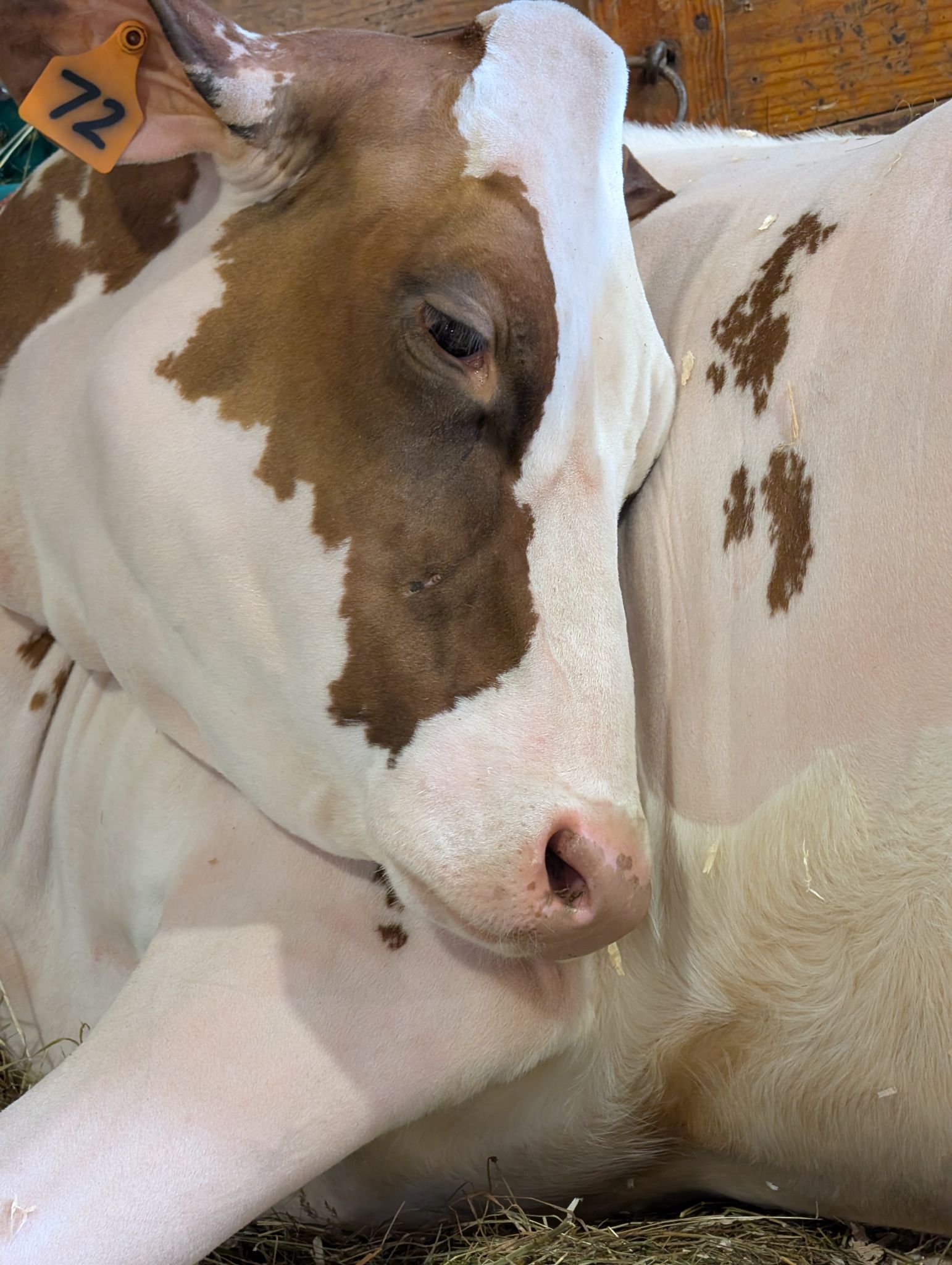 Community photo by donna kelly | New Emgland  Expo  Springfield Ma