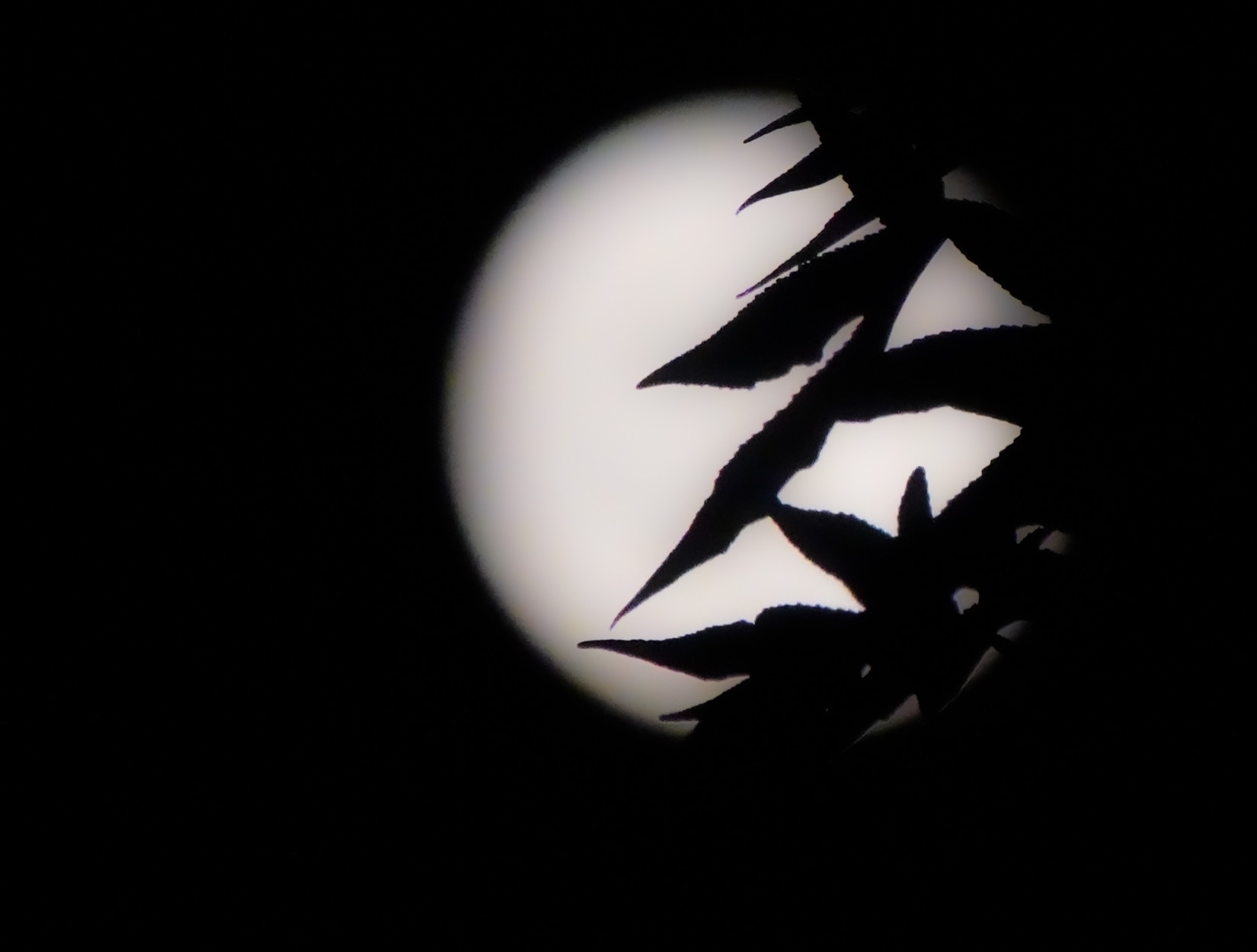 Community photo by steven