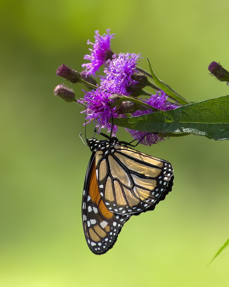 Community photo by Don Lynch | Loch Lynn Heights, MD,USA