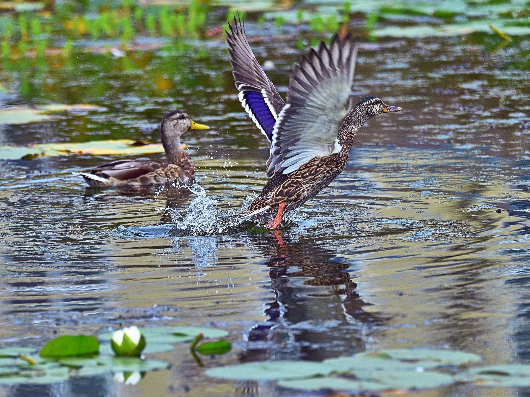 Community photo by Cecille Kennedy | Lincoln City, Oregon