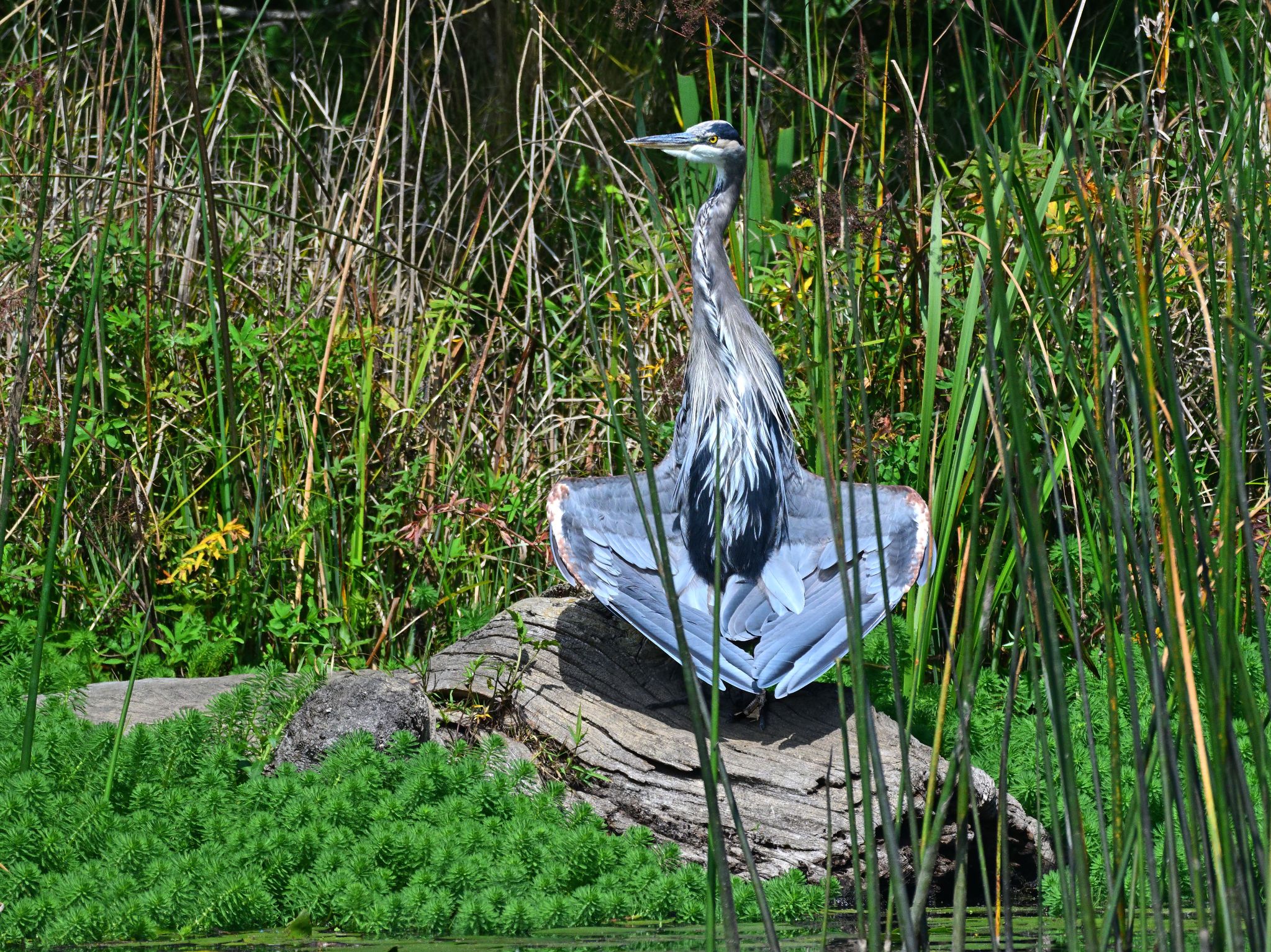 Community photo by Cecille