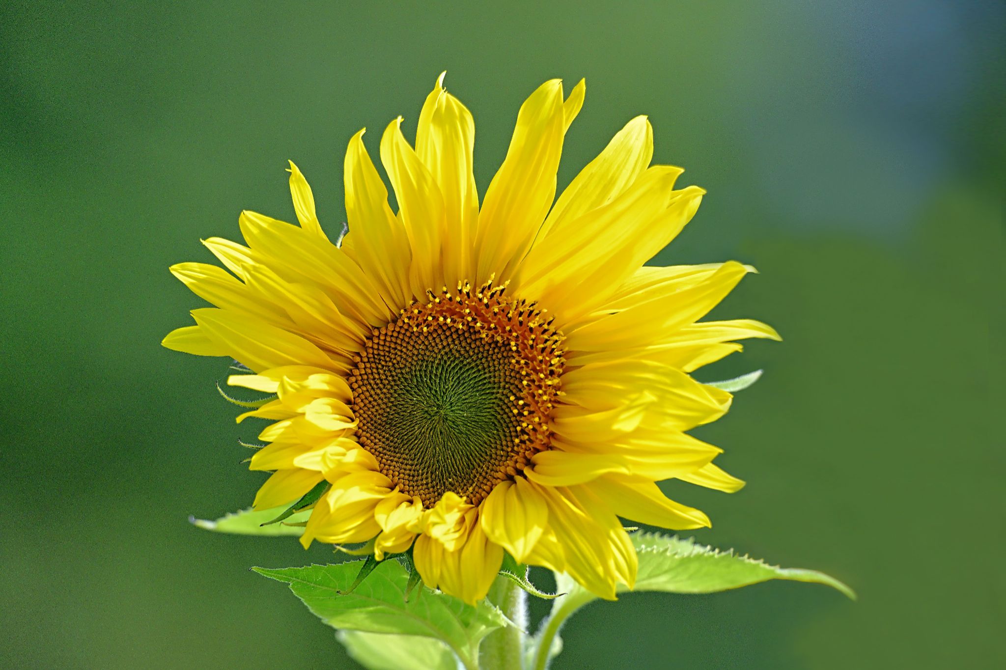 Community photo by Cecille Kennedy | Depoe Bay, Oregon