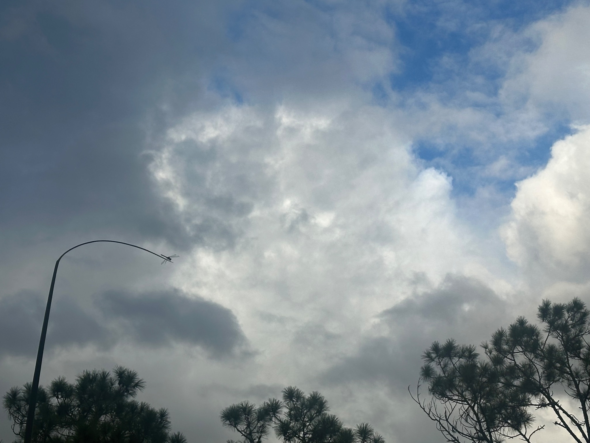 Community photo by Victoria Arnold | Clearwater, Florida