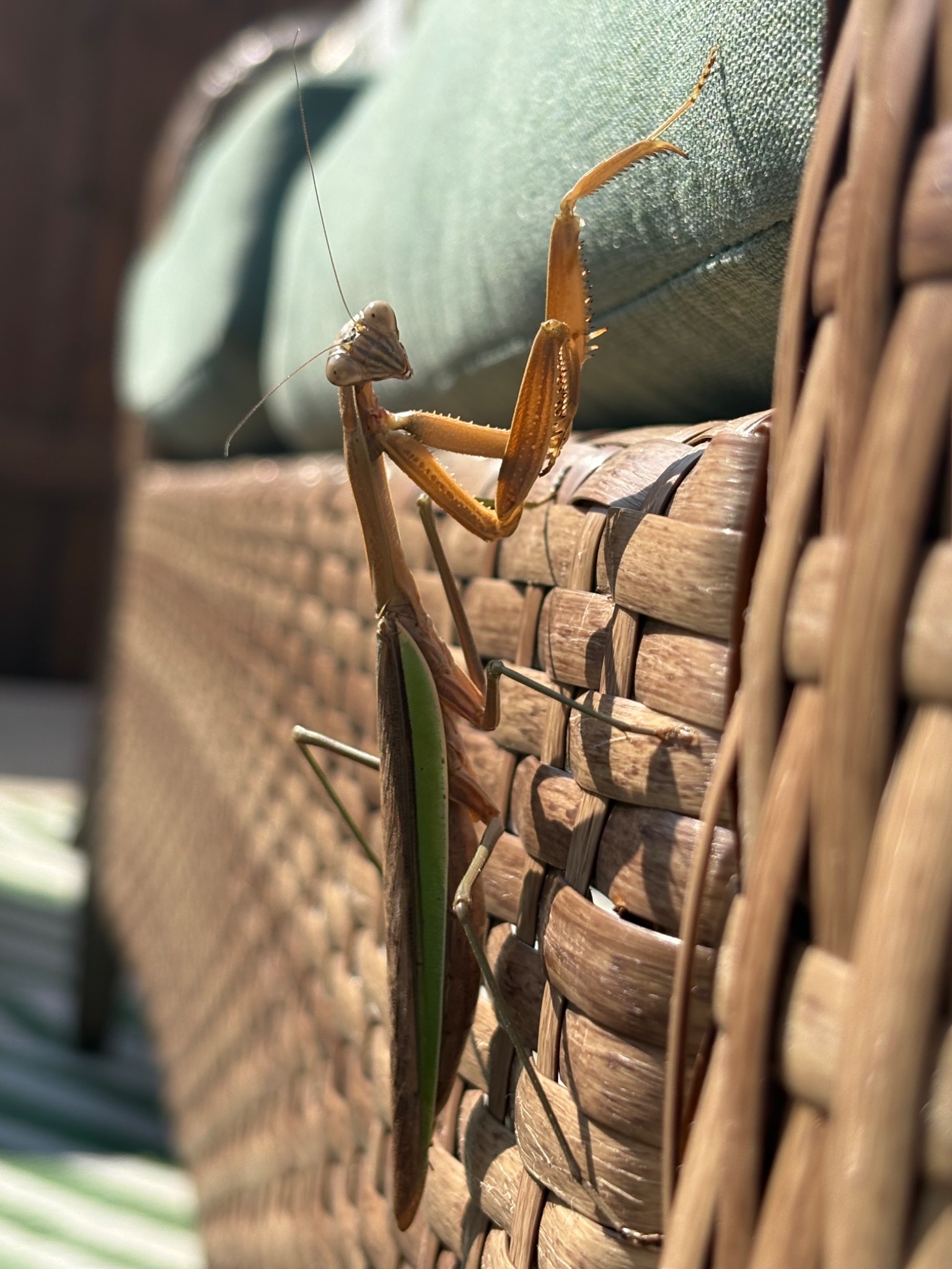 Community photo by Himanshu Patel Patel | Brampton, Ontario, Canada