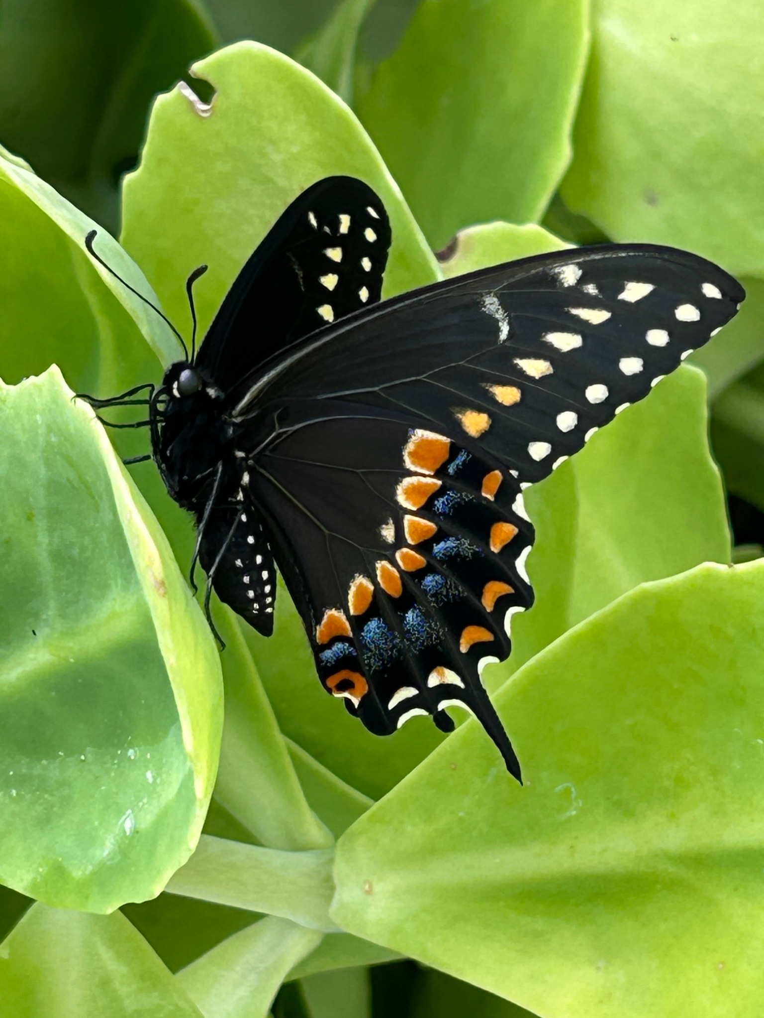 Community photo by Bob Riolo | Edison, NJ