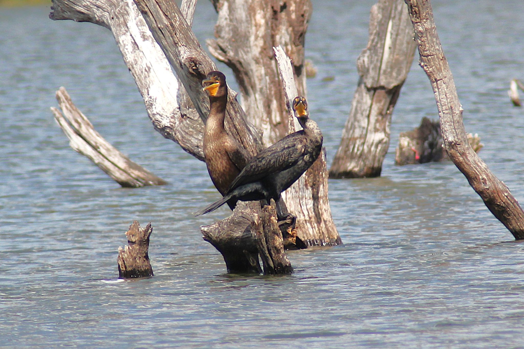 Community photo by Randy Strauss | Walnut Creek Lake, Nebraska
