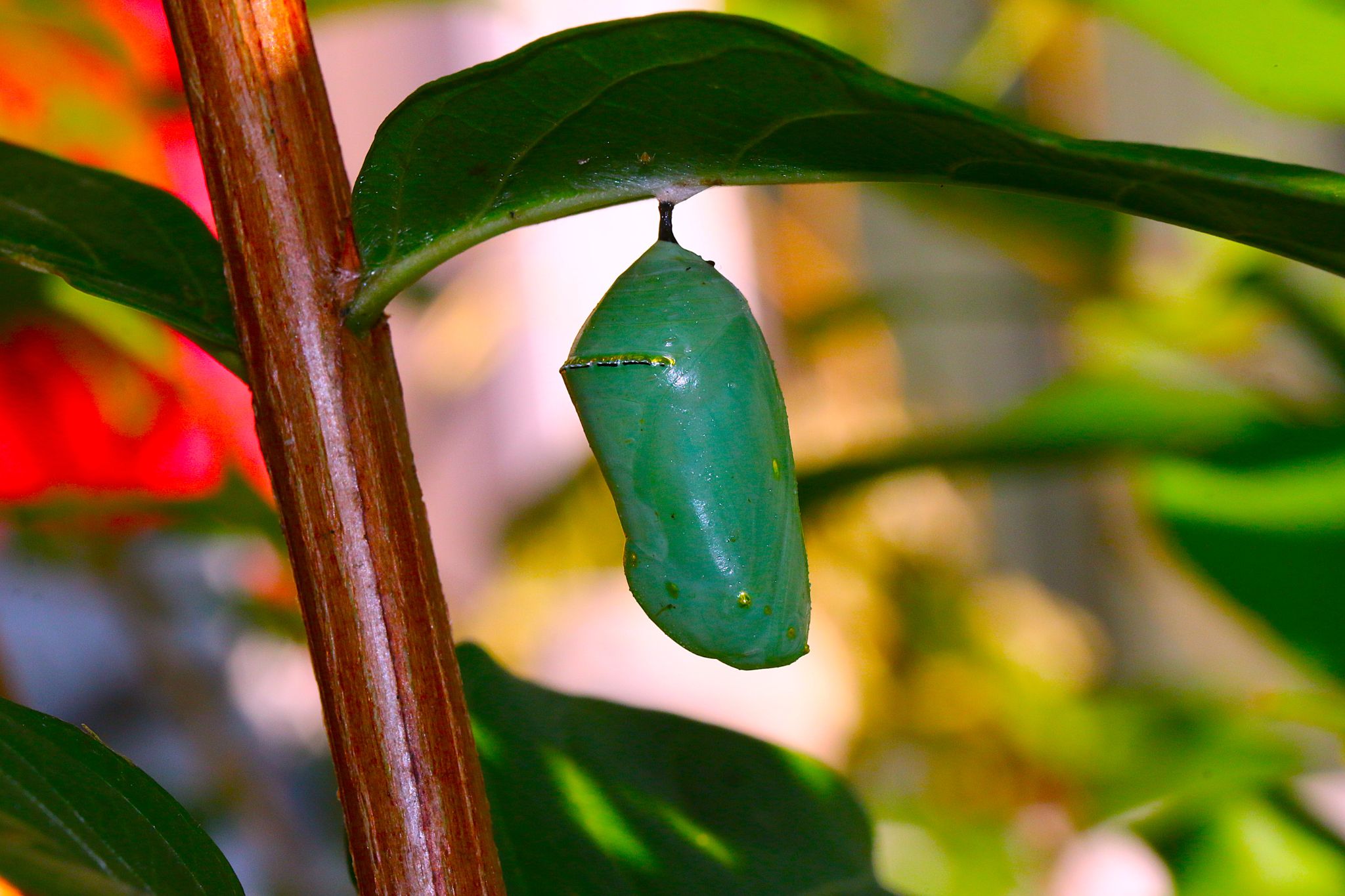 Community photo by Bill Kozar | Taylorsville, Indiana. USA