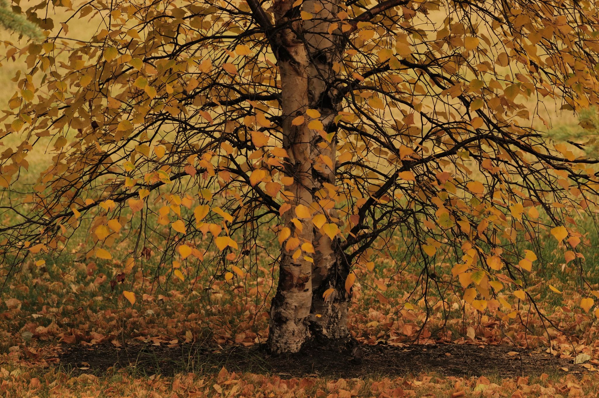 Community photo by Elmarie van Rooyen | Smoky Lake