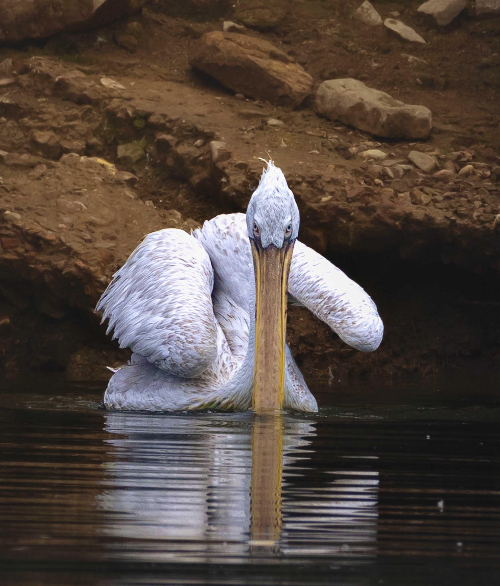 Community photo by Aquib