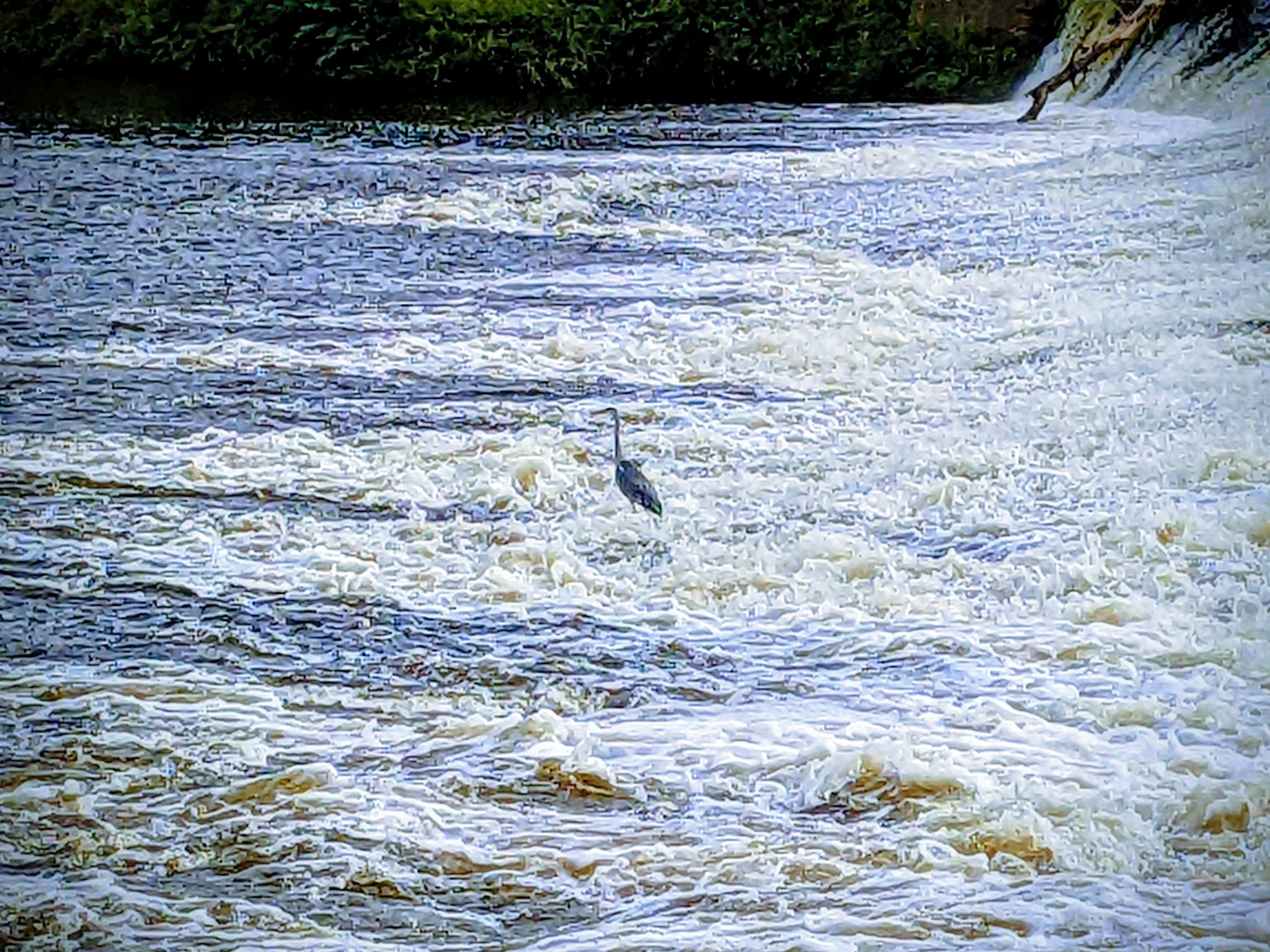 Community photo entitled Heron by Kevan Hubbard on 09/09/2025 at Dumfries,Scotland