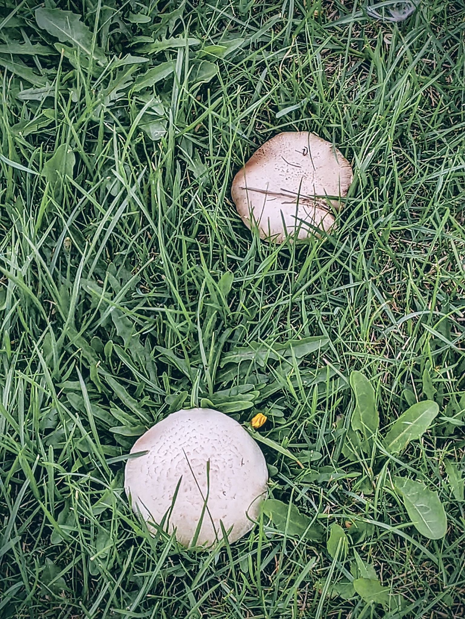 Community photo entitled Mushrooms. by Kevan Hubbard on 09/19/2025 at Stockton,Co Durham ,England