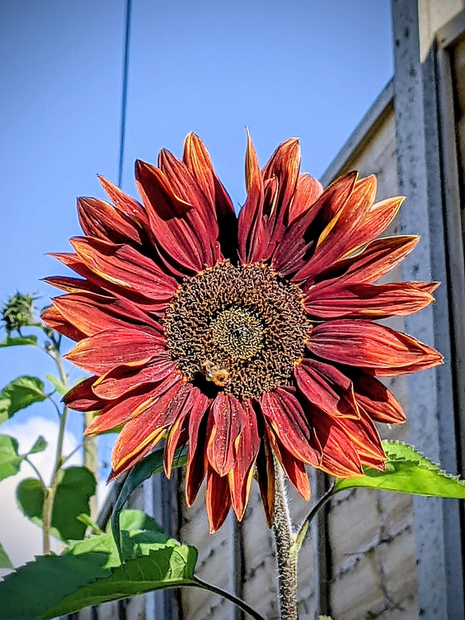 Community photo entitled Sun Flower by Kevan Hubbard on 09/24/2025 at Wilton,Yorkshire ,England