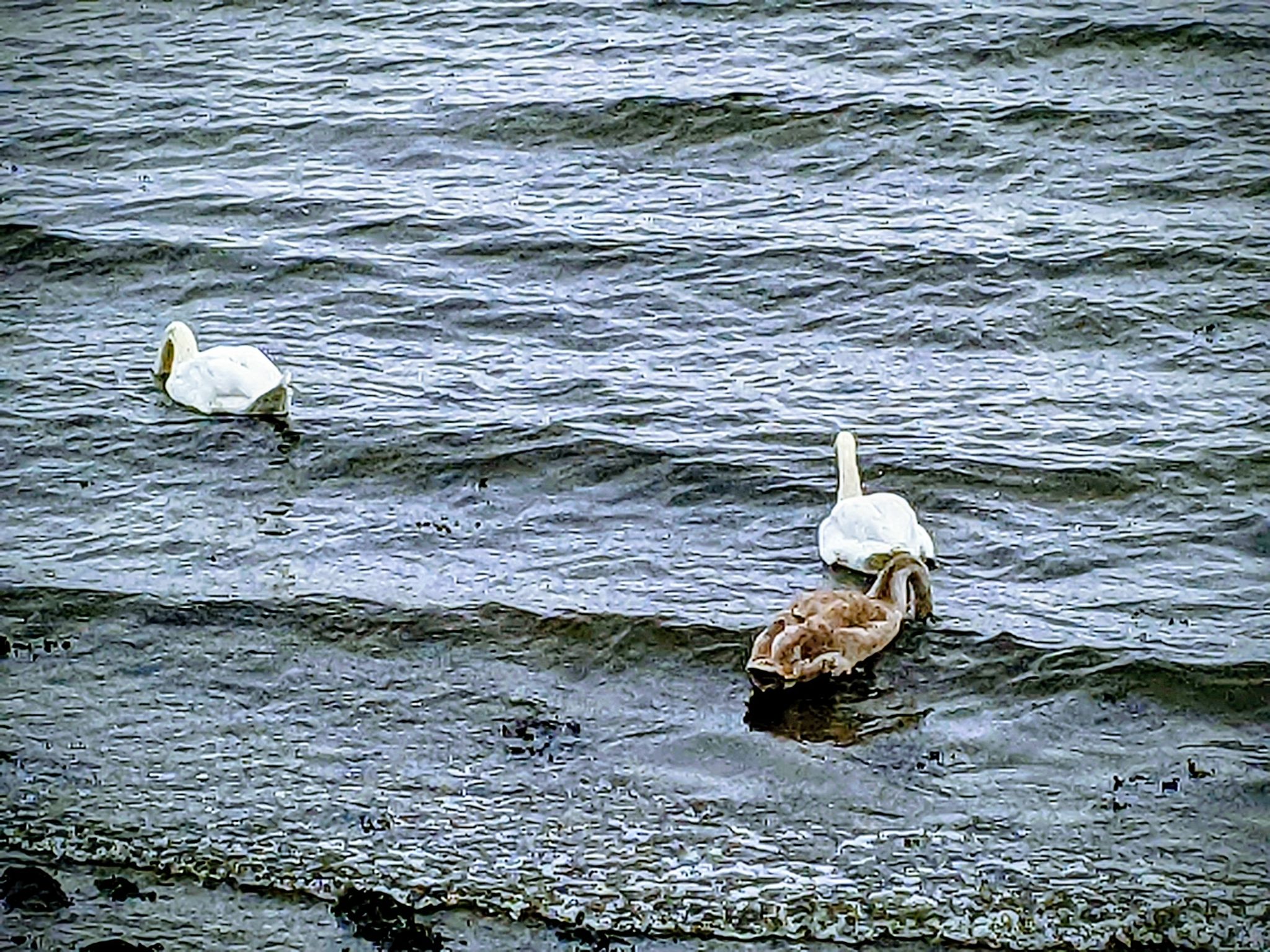 Community photo entitled Swans by Kevan Hubbard on 09/30/2025 at Helensburgh ,Scotland