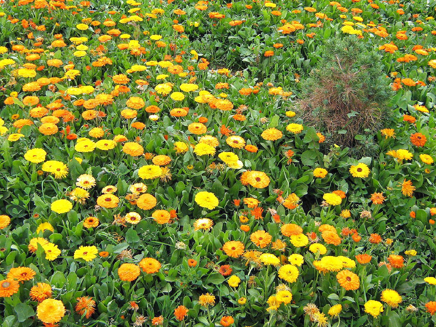 Community photo by Hassan Dadashi  Arani | Esfahan province. Iran