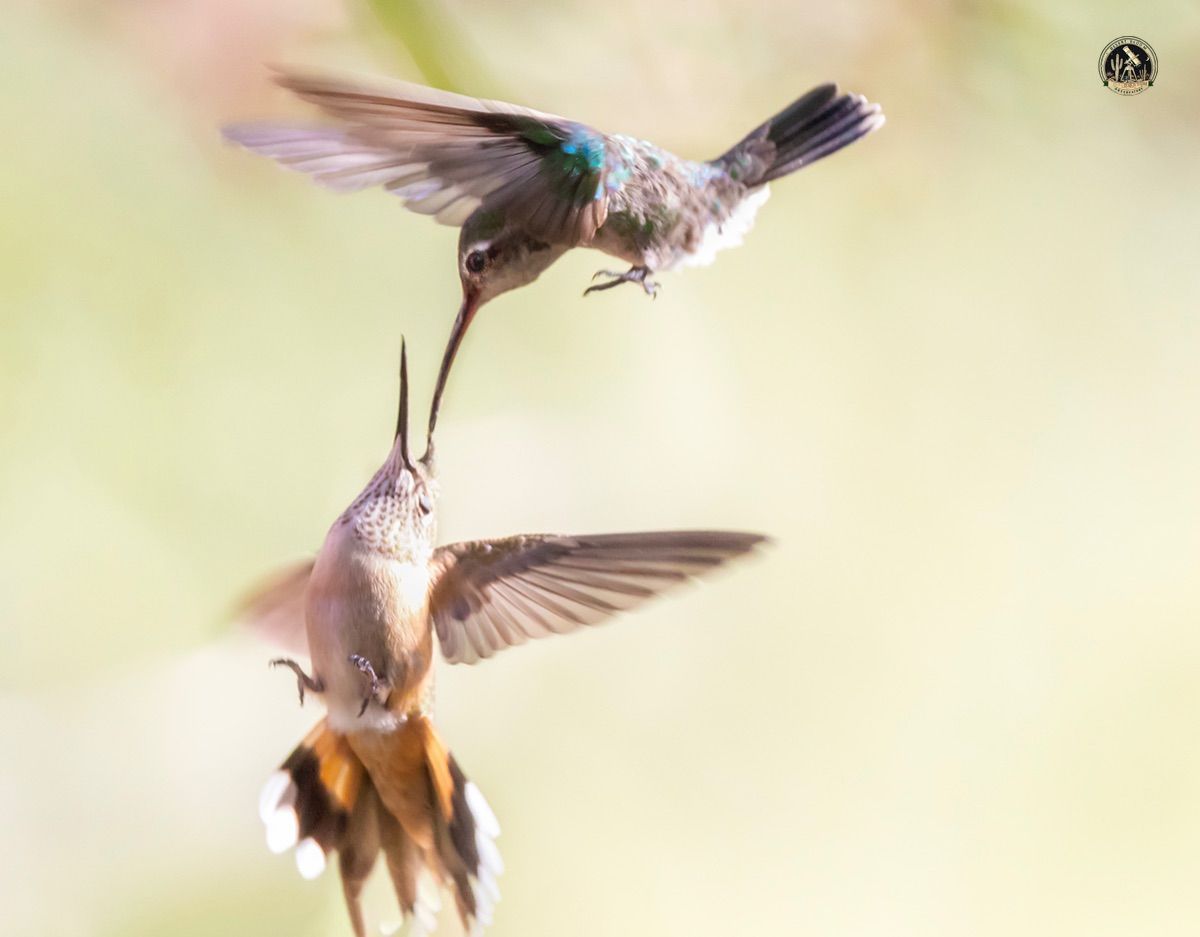 Community photo by Jelieta Walinski Ph.D | Ash Canyon, AZ, USA
